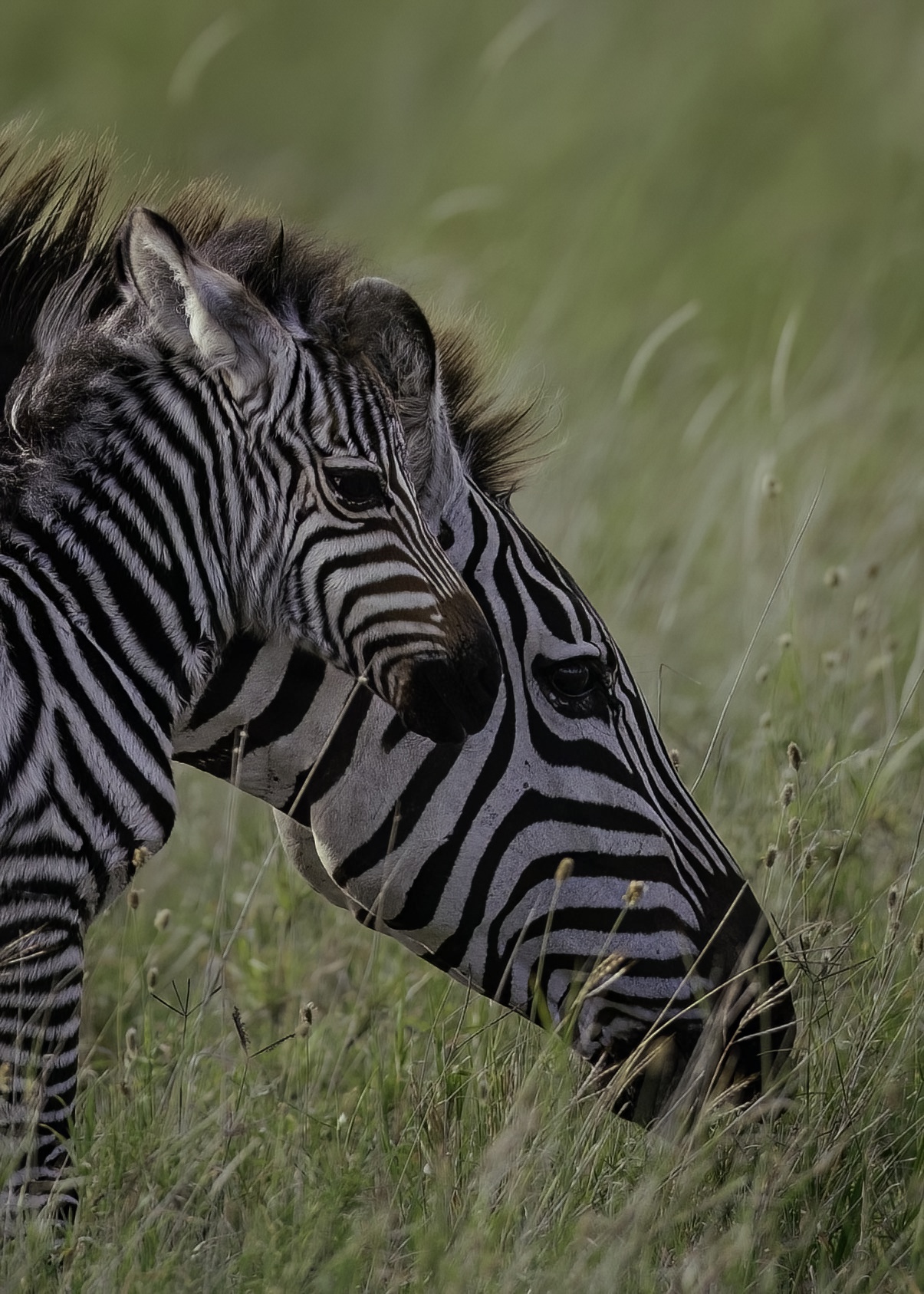 Zebra di Burchell (Equus quagga burchellii)