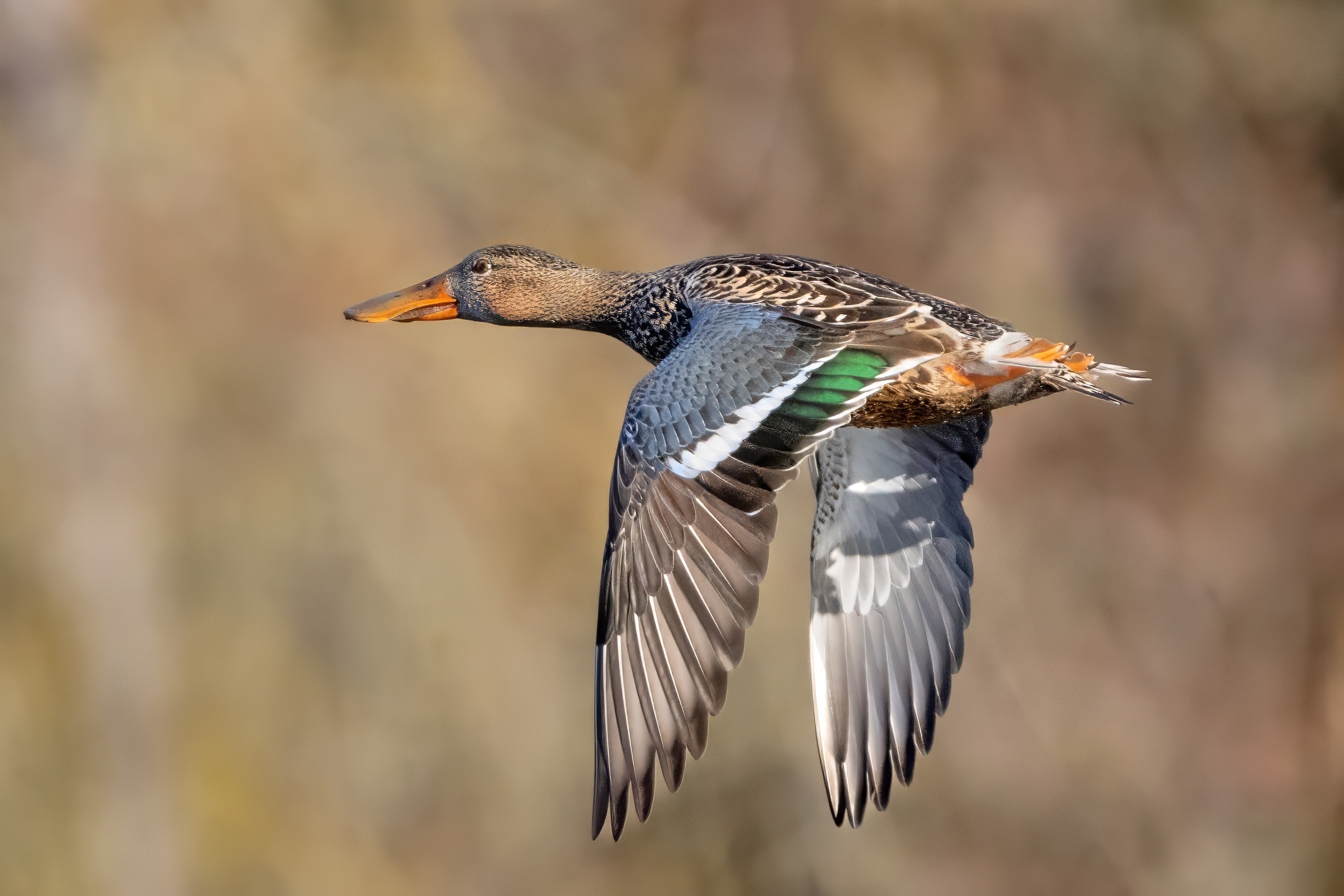 Shoveler (Spatula clypeata) female