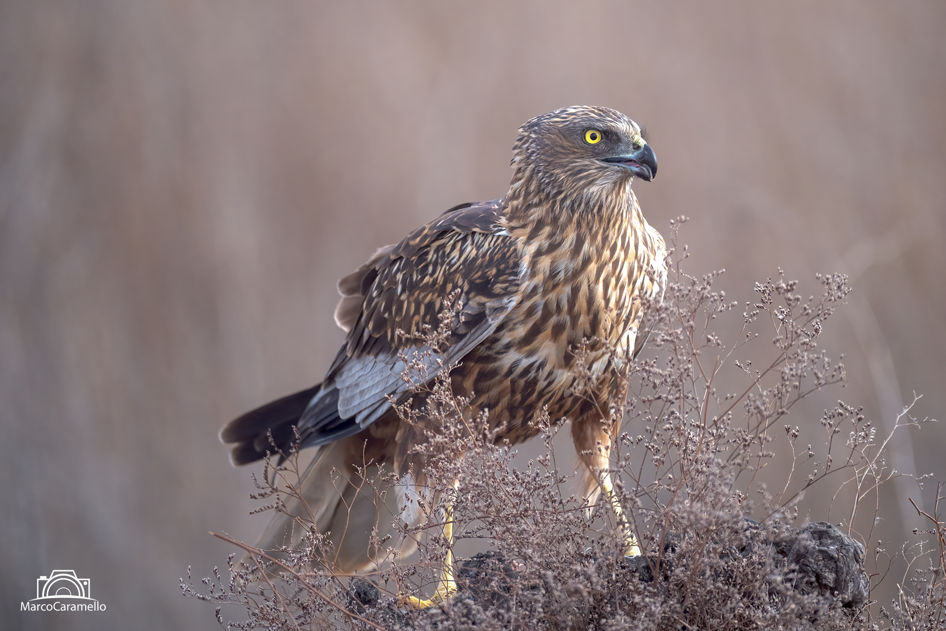 Falco di palude