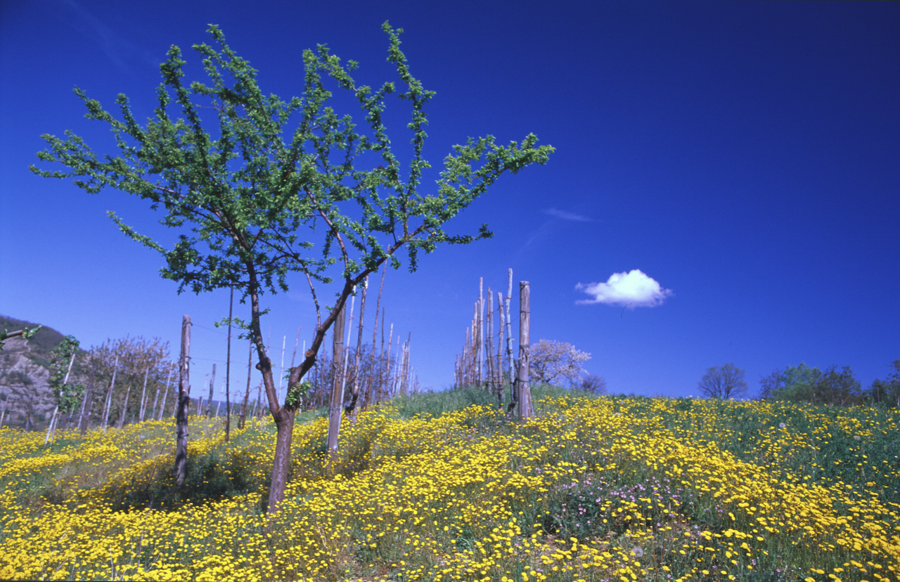 Oltrepò - Velvia 50 ISO - 90s