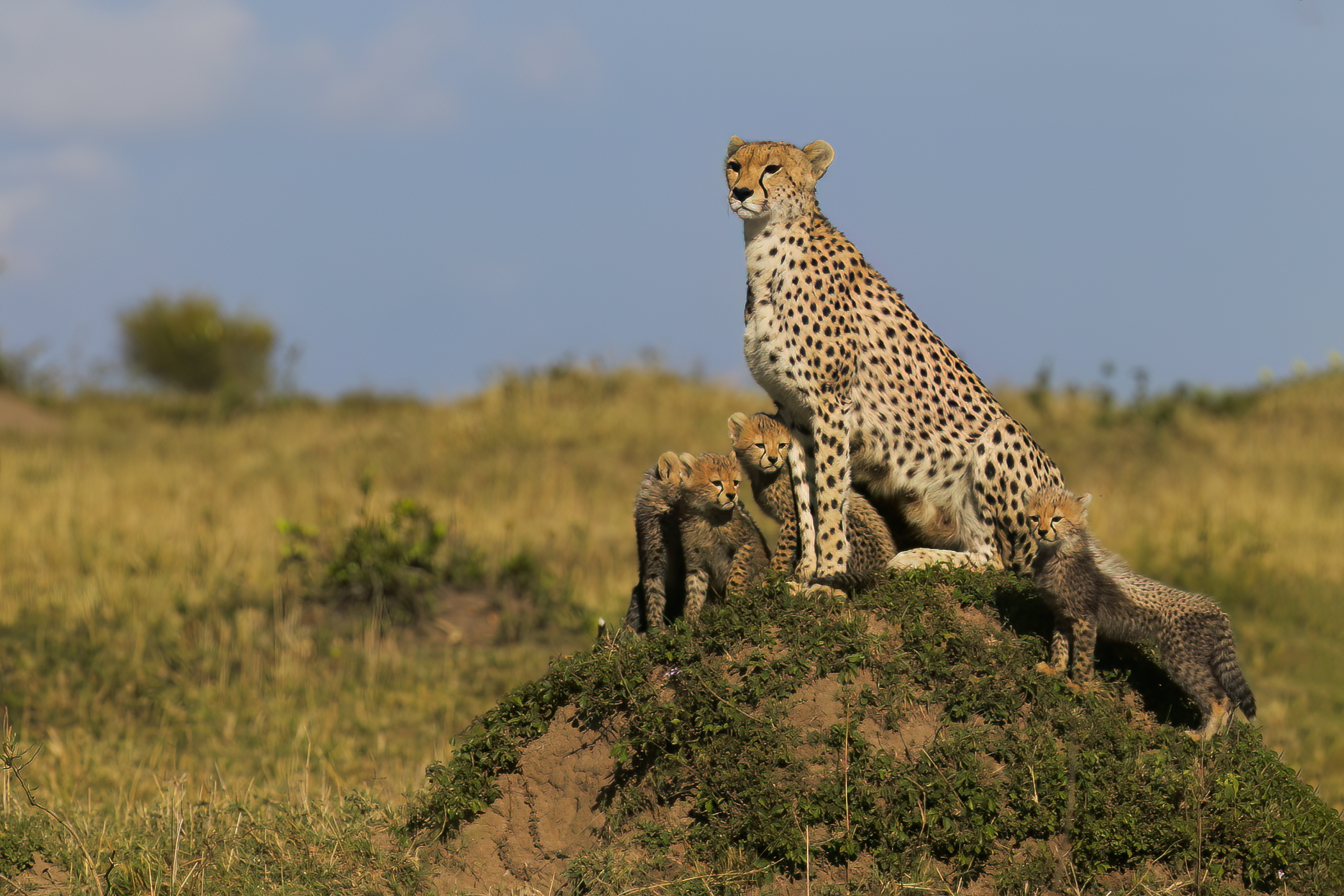 Female cheetah with cubs