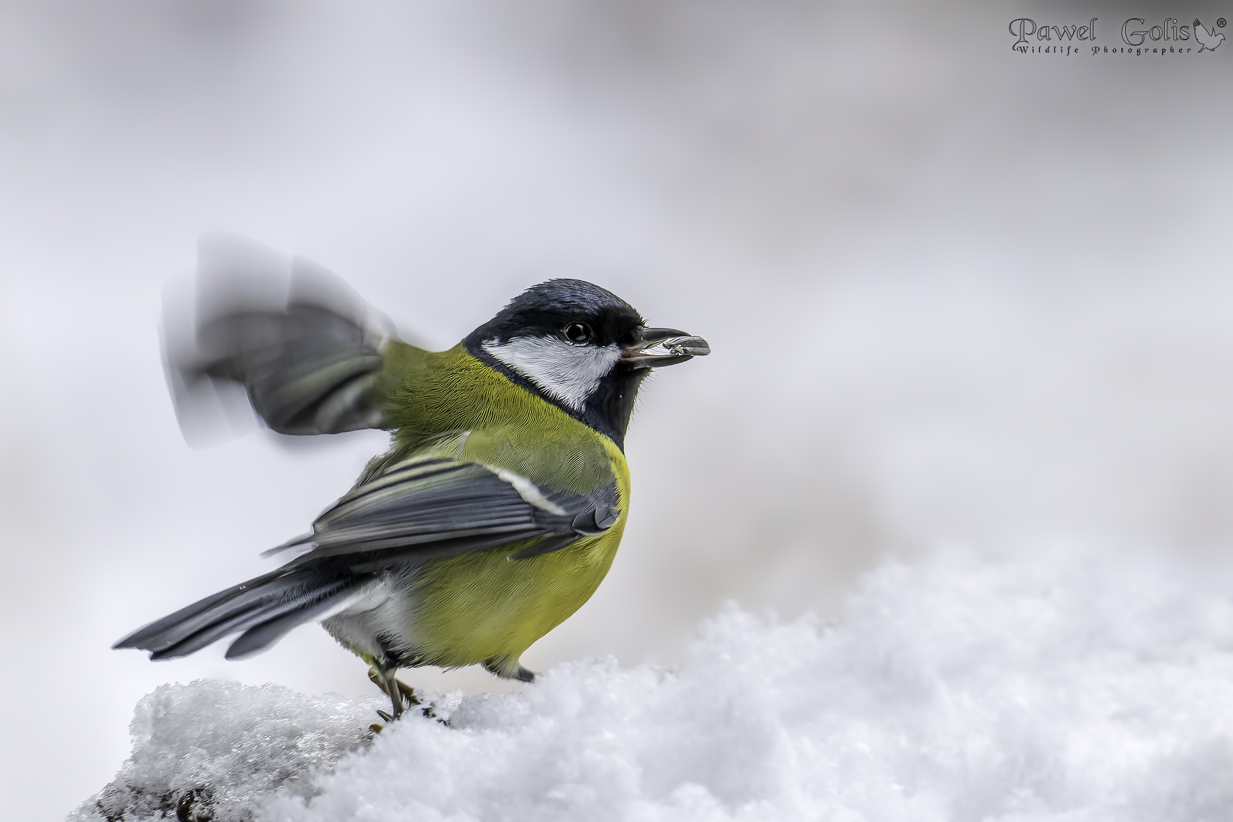 Cinciallegra (Parus major)