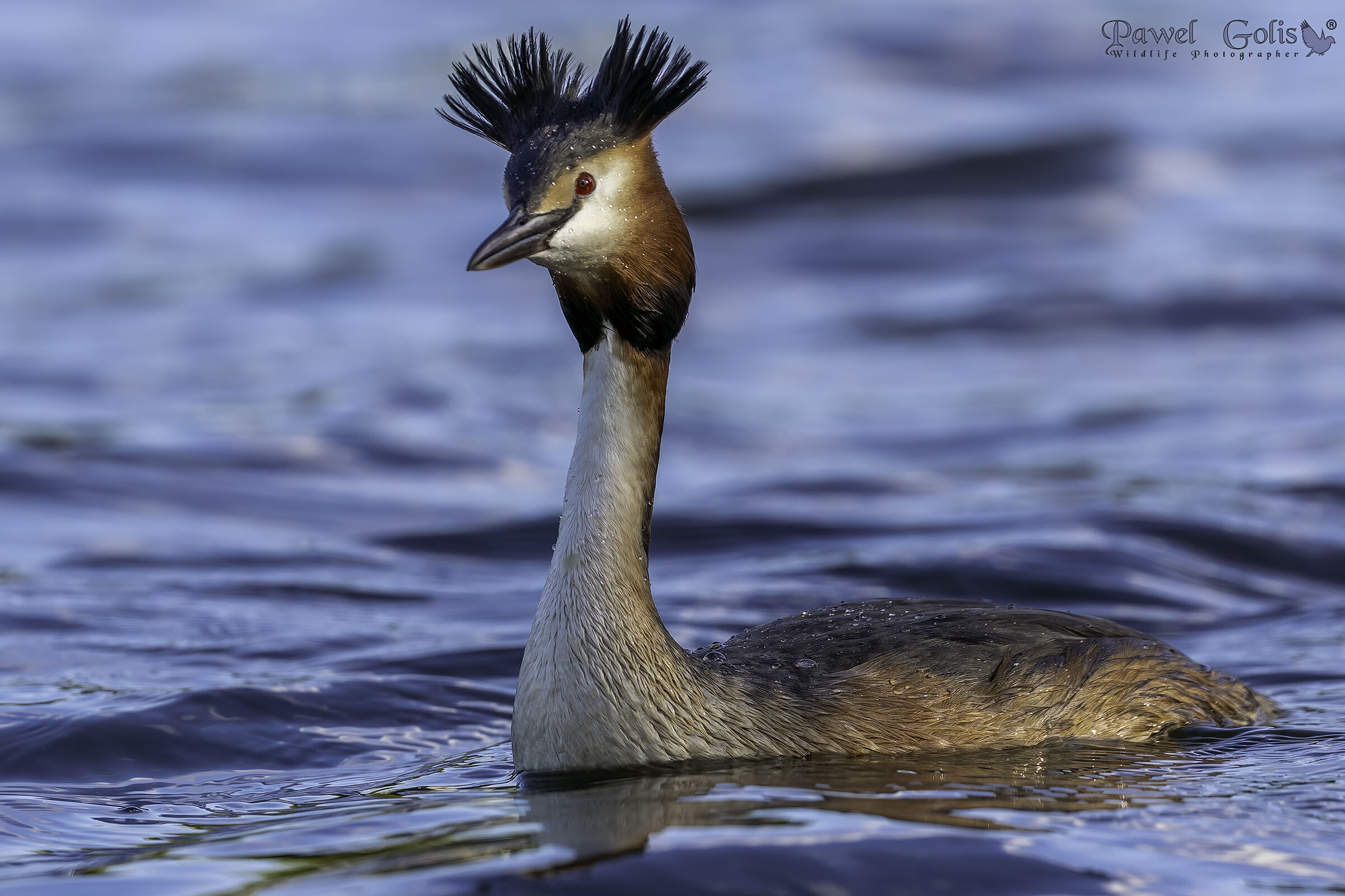 Svasso maggiore (Podiceps cristatus)