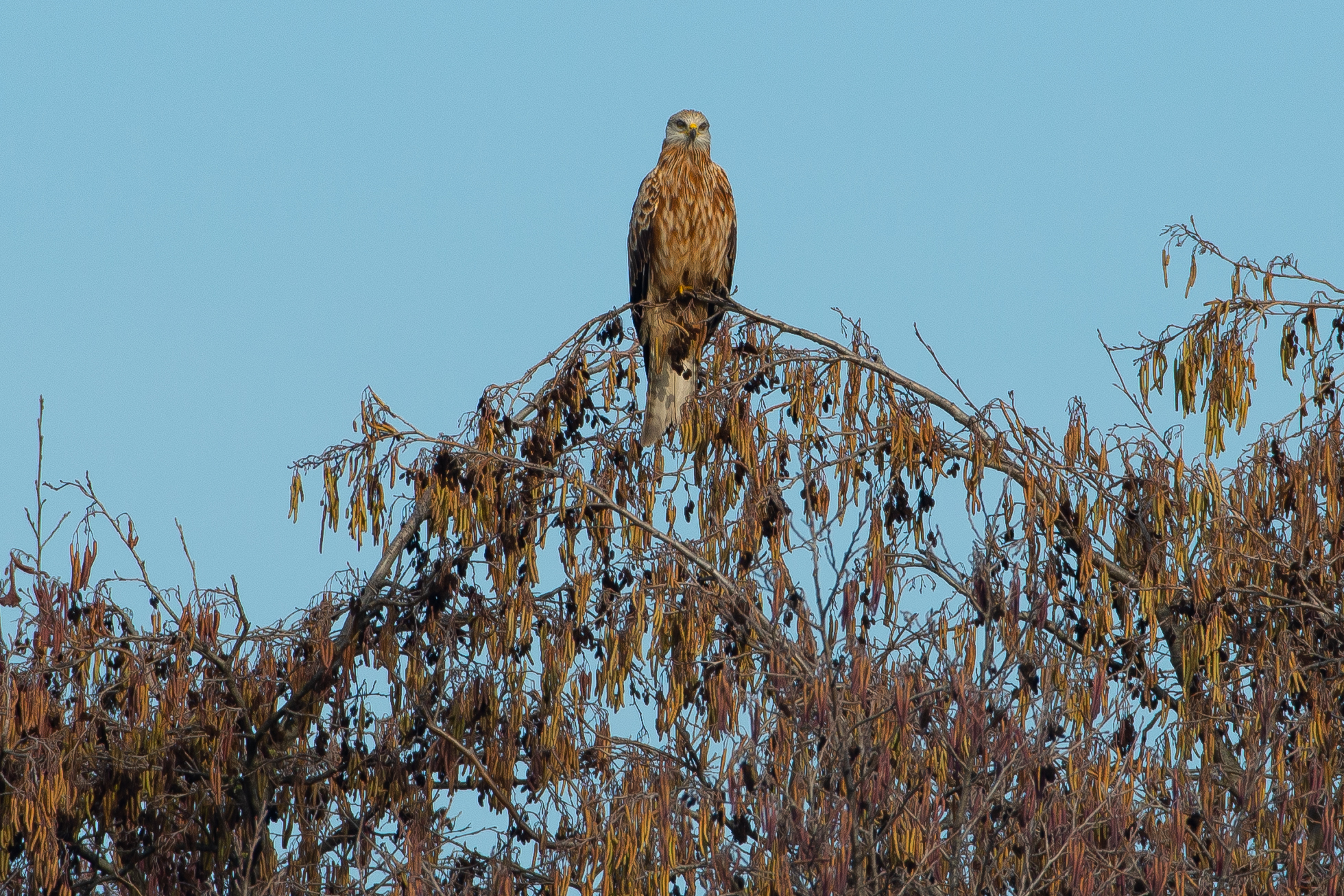 nibio sul posatoio 1