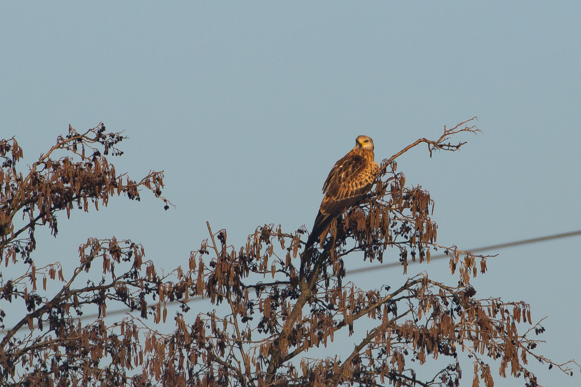 nibio sul posatoio 3