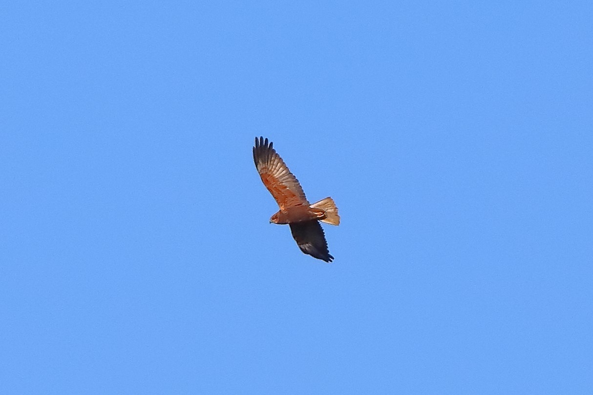 Marsh Harrier M 26-11-2023
