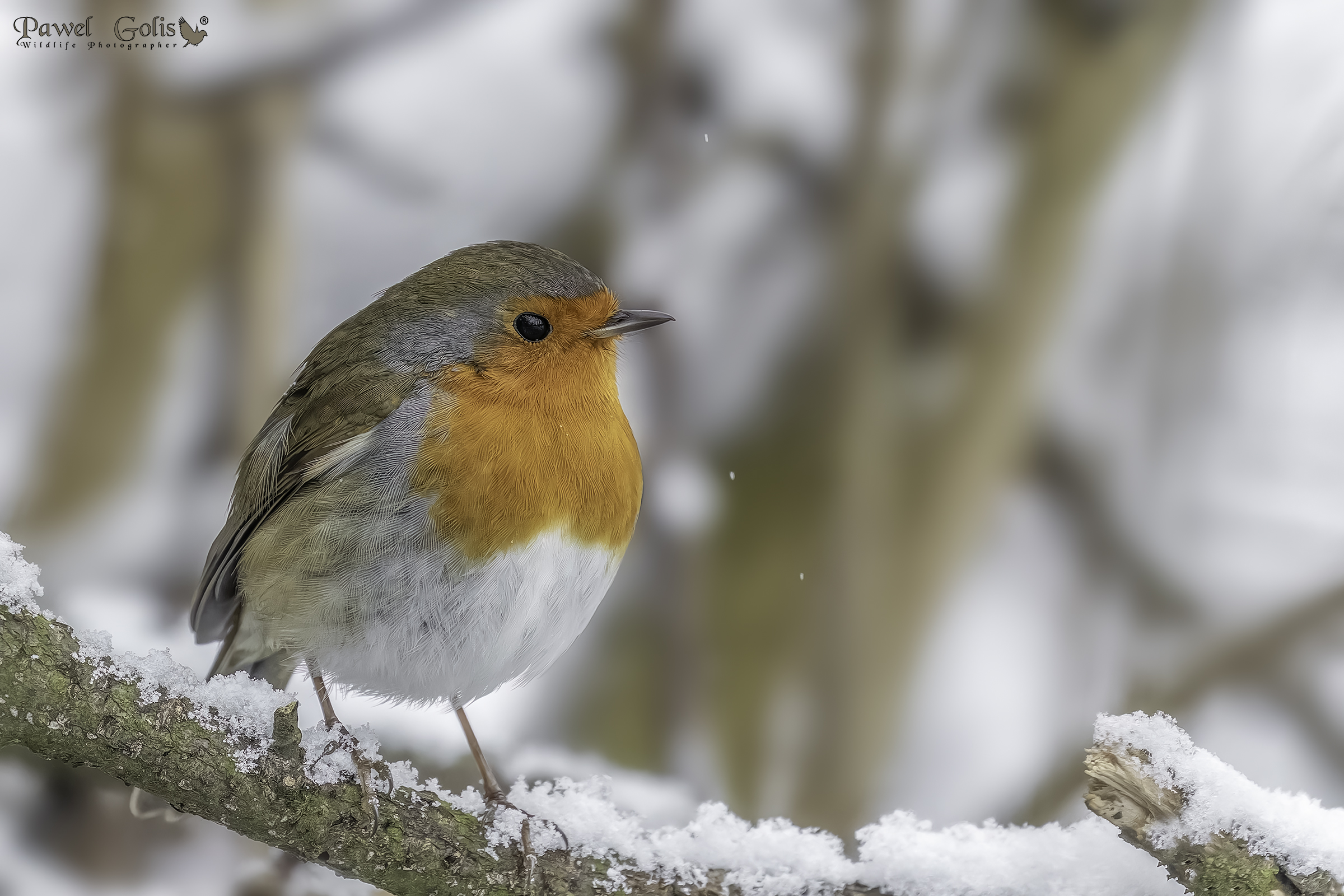 Pettirosso europeo (Erithacus rubecula)
