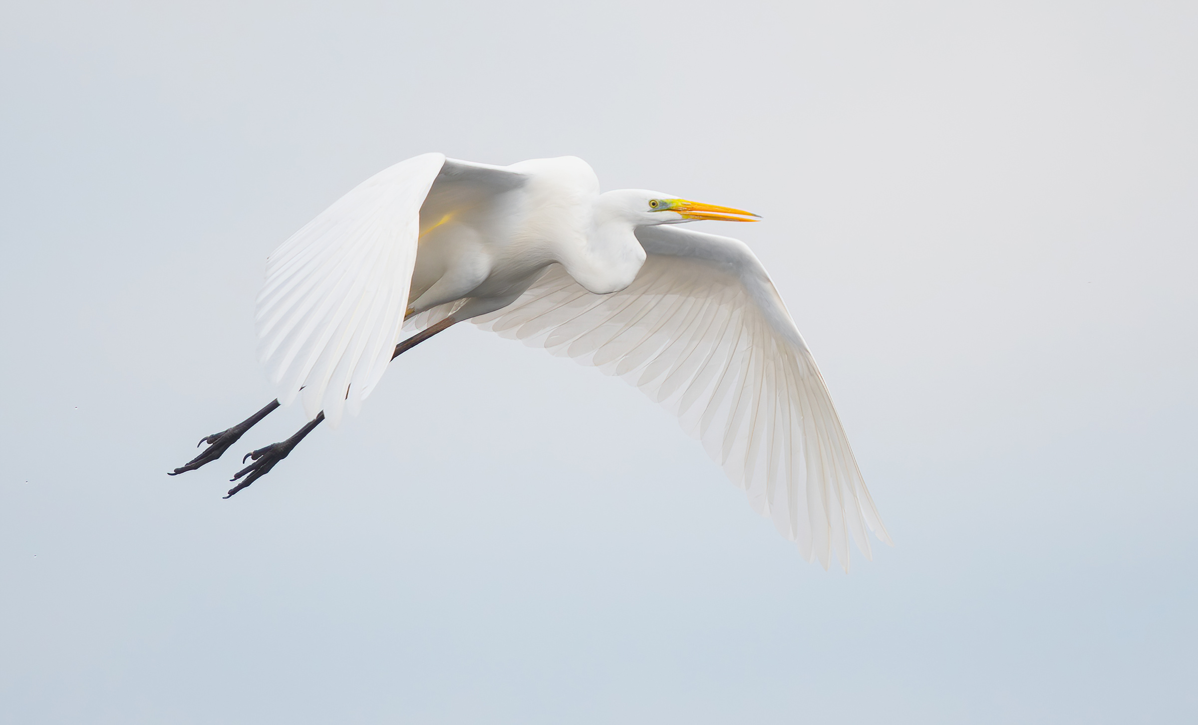 Airone bianco maggiore