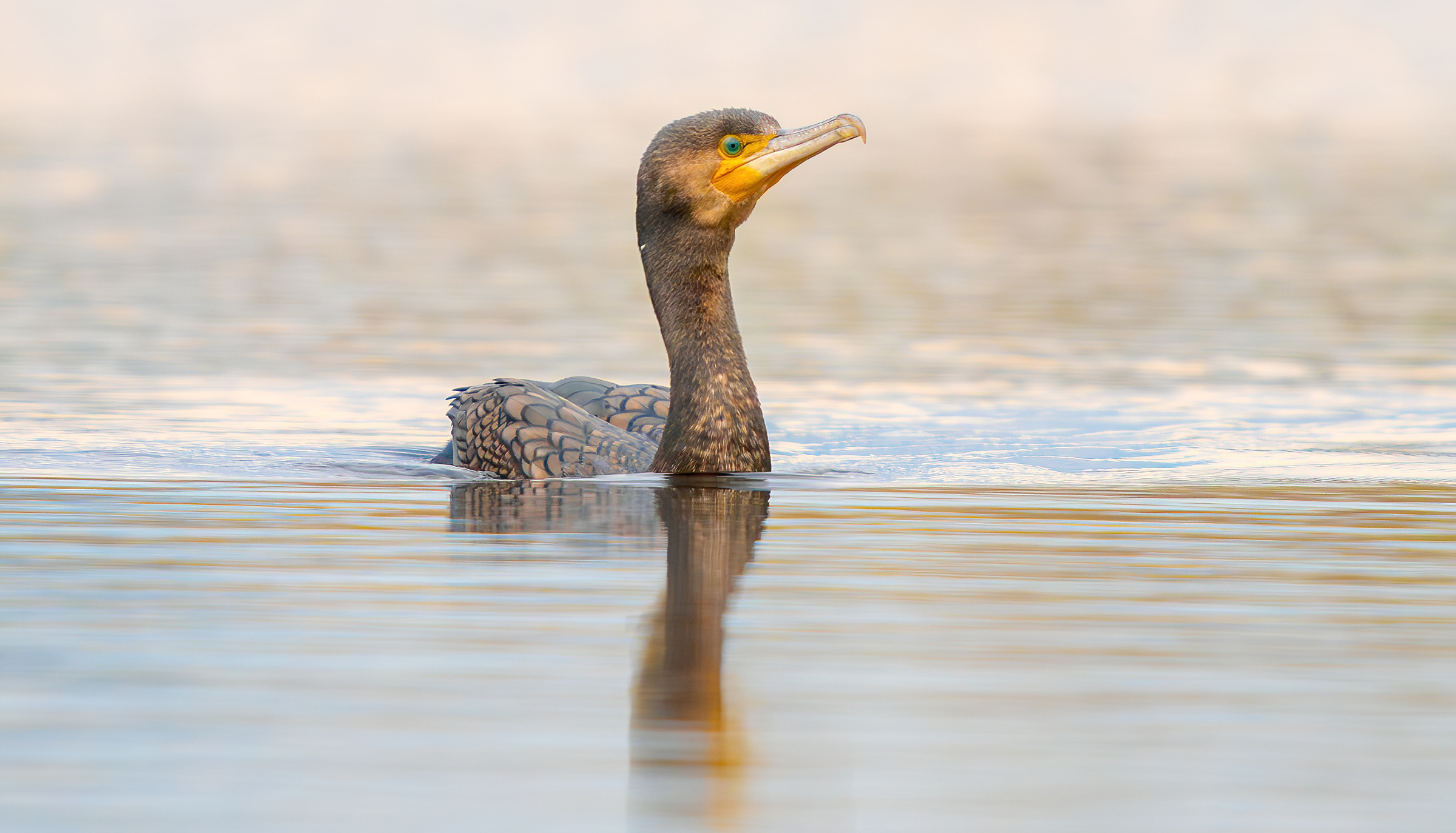 Cormorano