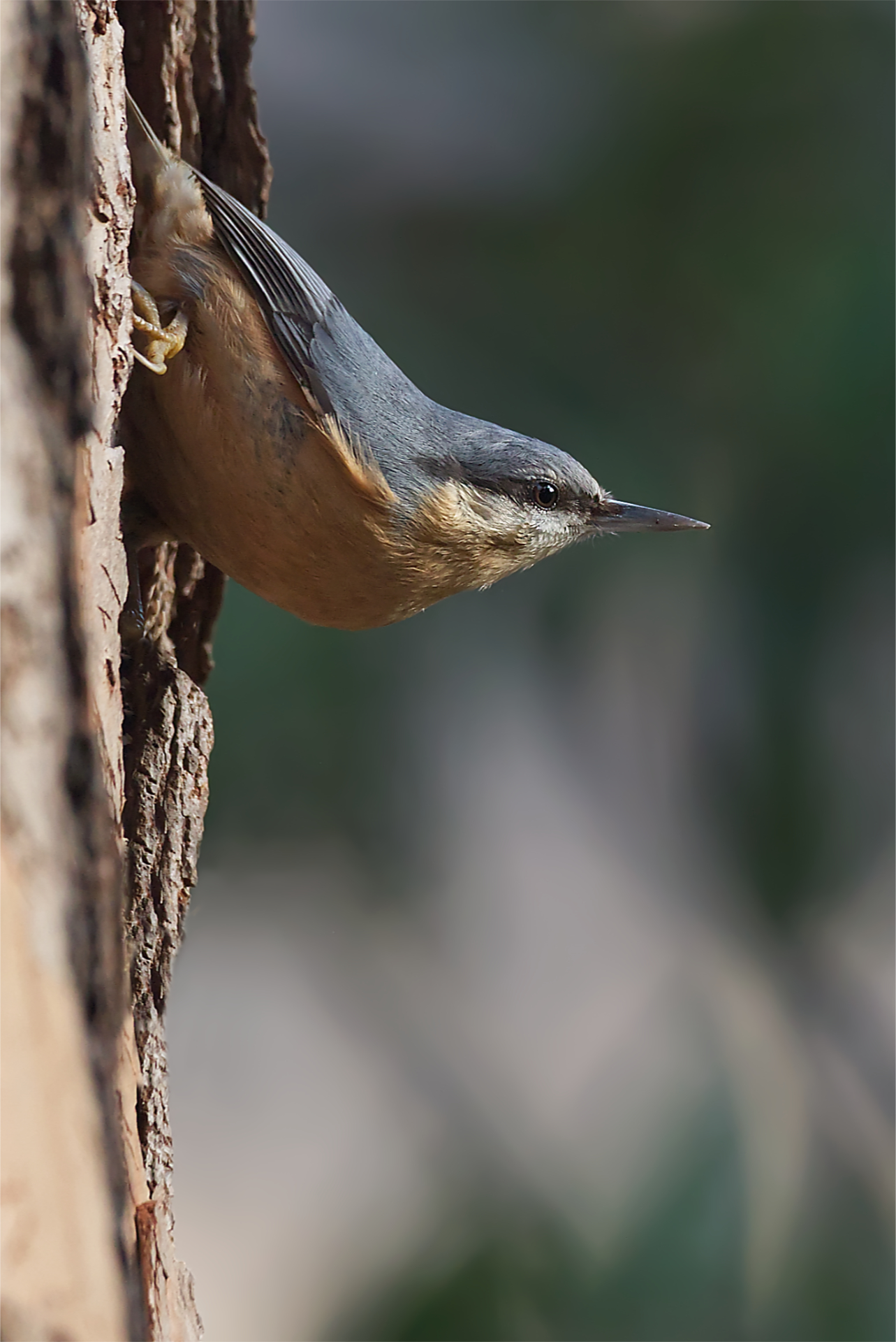 Wood nuthatch