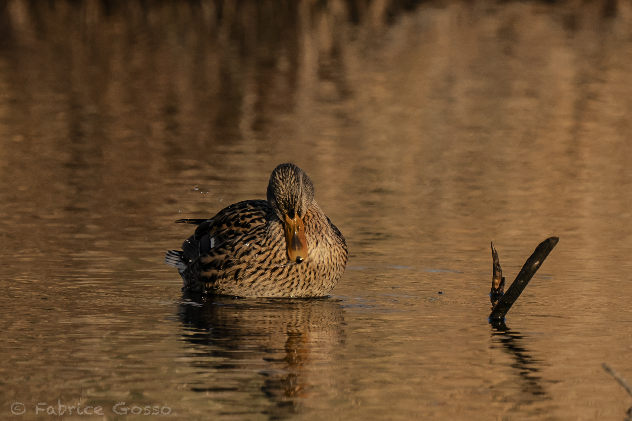 Abluzioni del mattino
