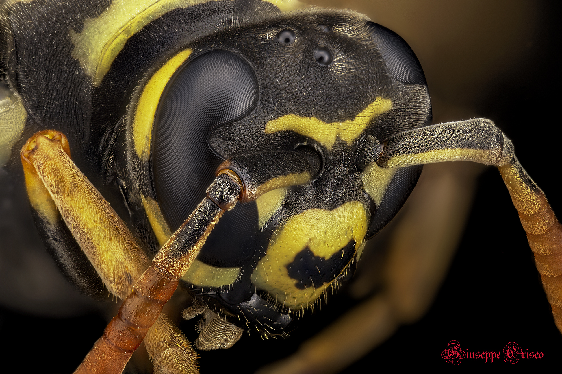 Polistes sp. z o.o. Vespidae