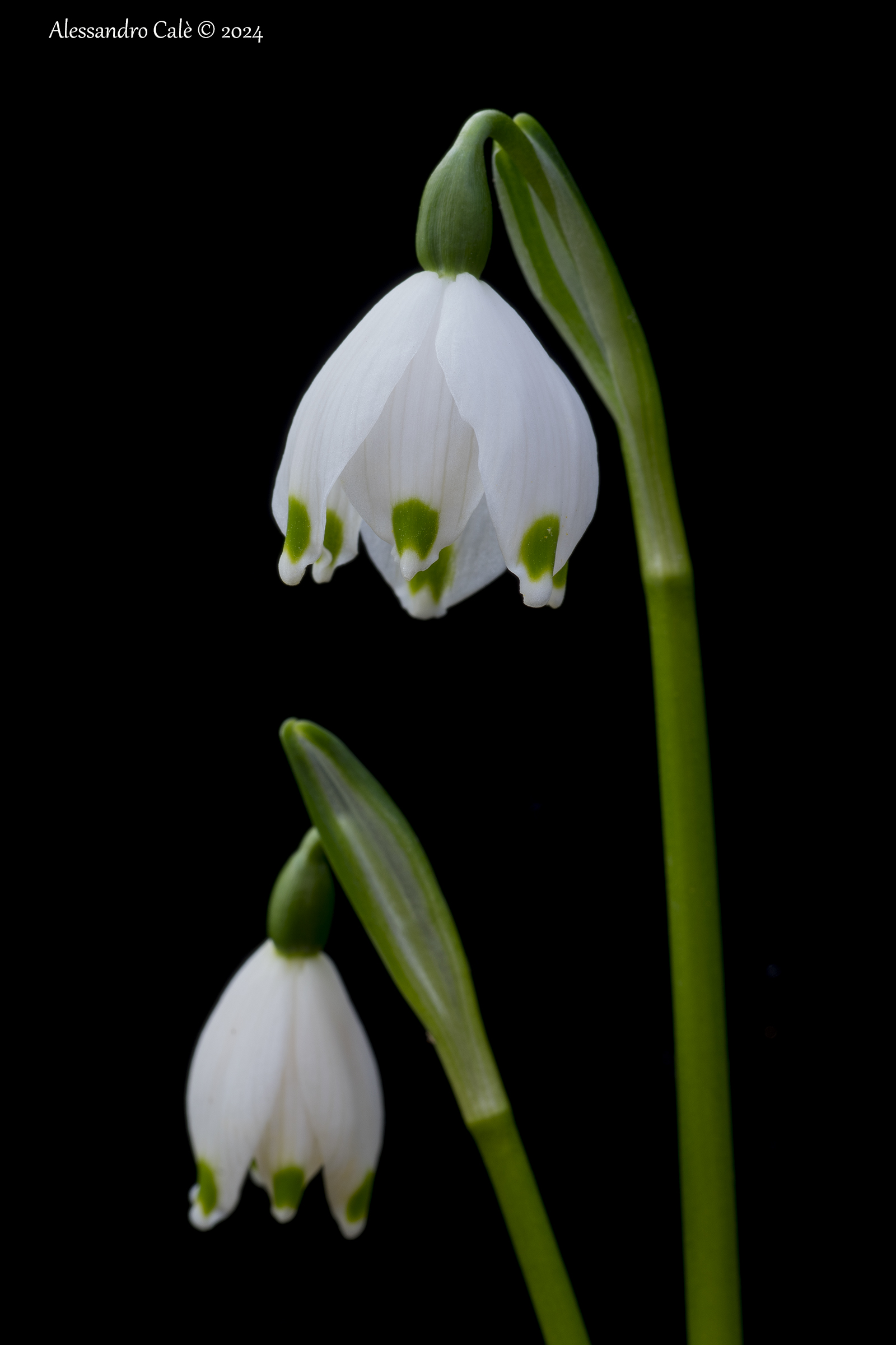 Leucojum vernum (false snowdrop) 4639