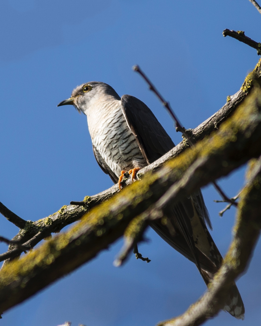 Cuckoo Falcon
