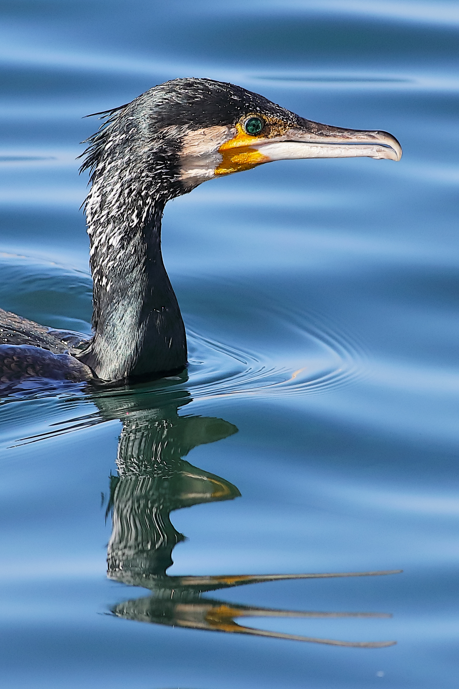 Cormorano