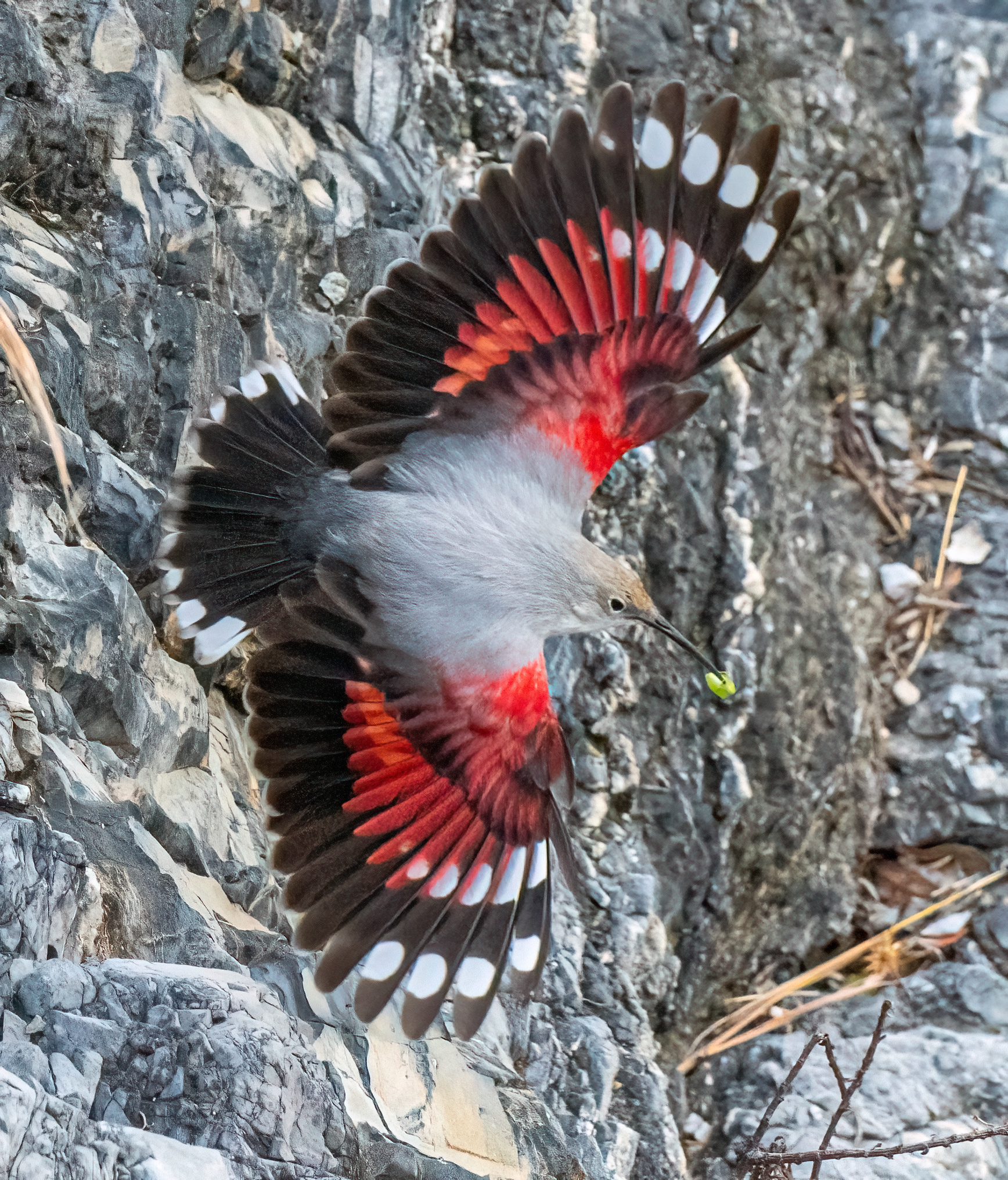 Wallcreeper