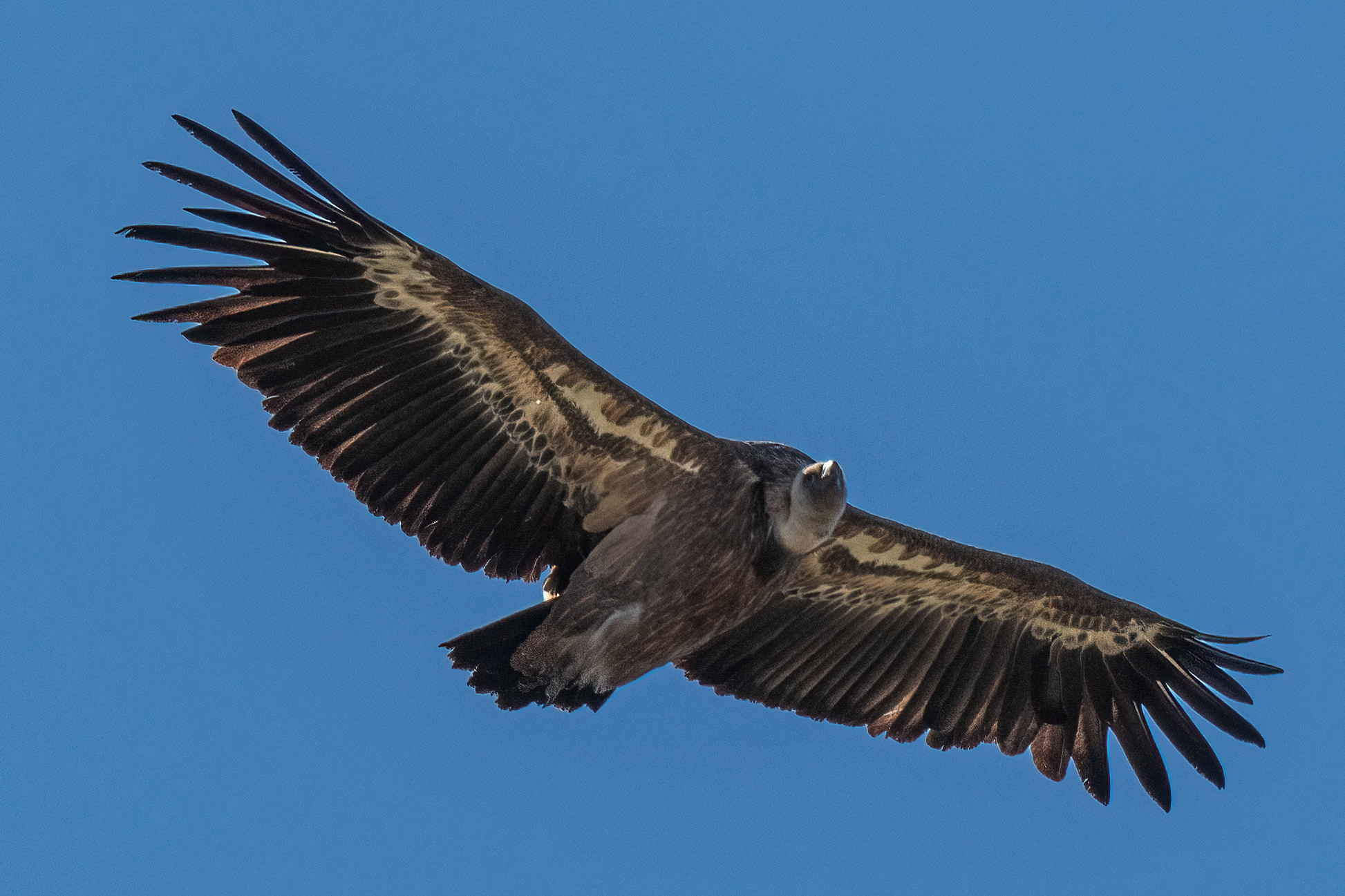 Griffin