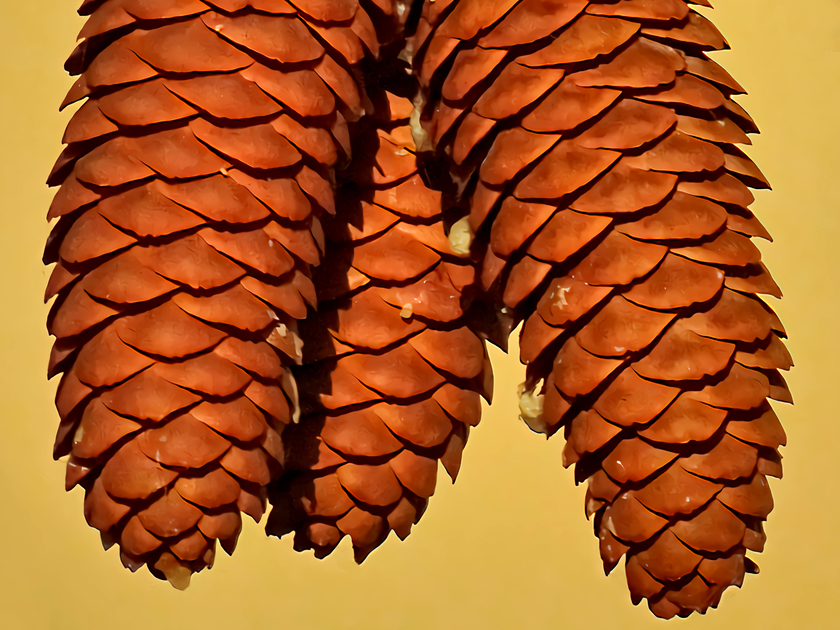 Abete Rosso Pigne - 50X crop.3,00