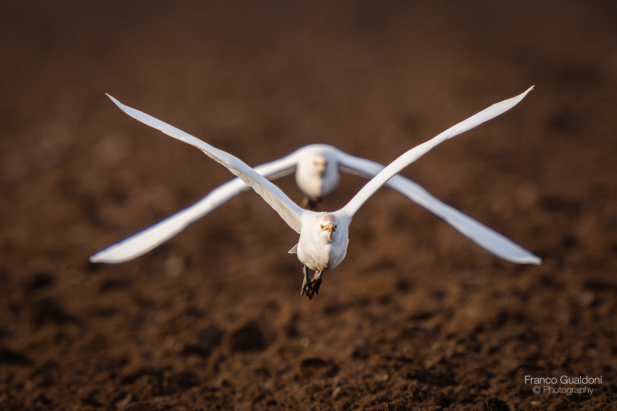 Cattle egret