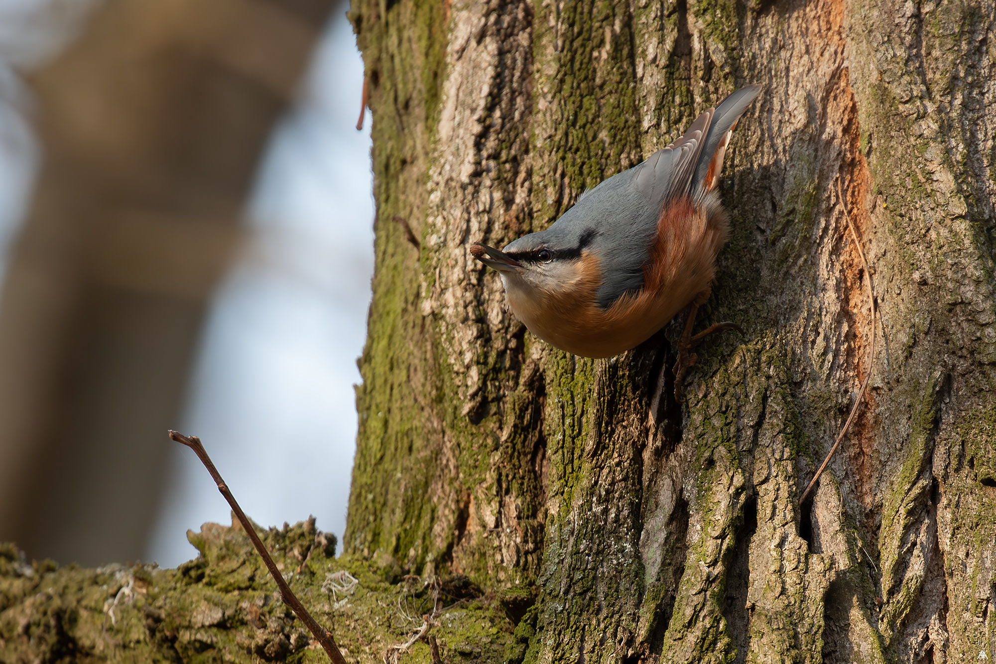 Ticlean / Sitta europaea