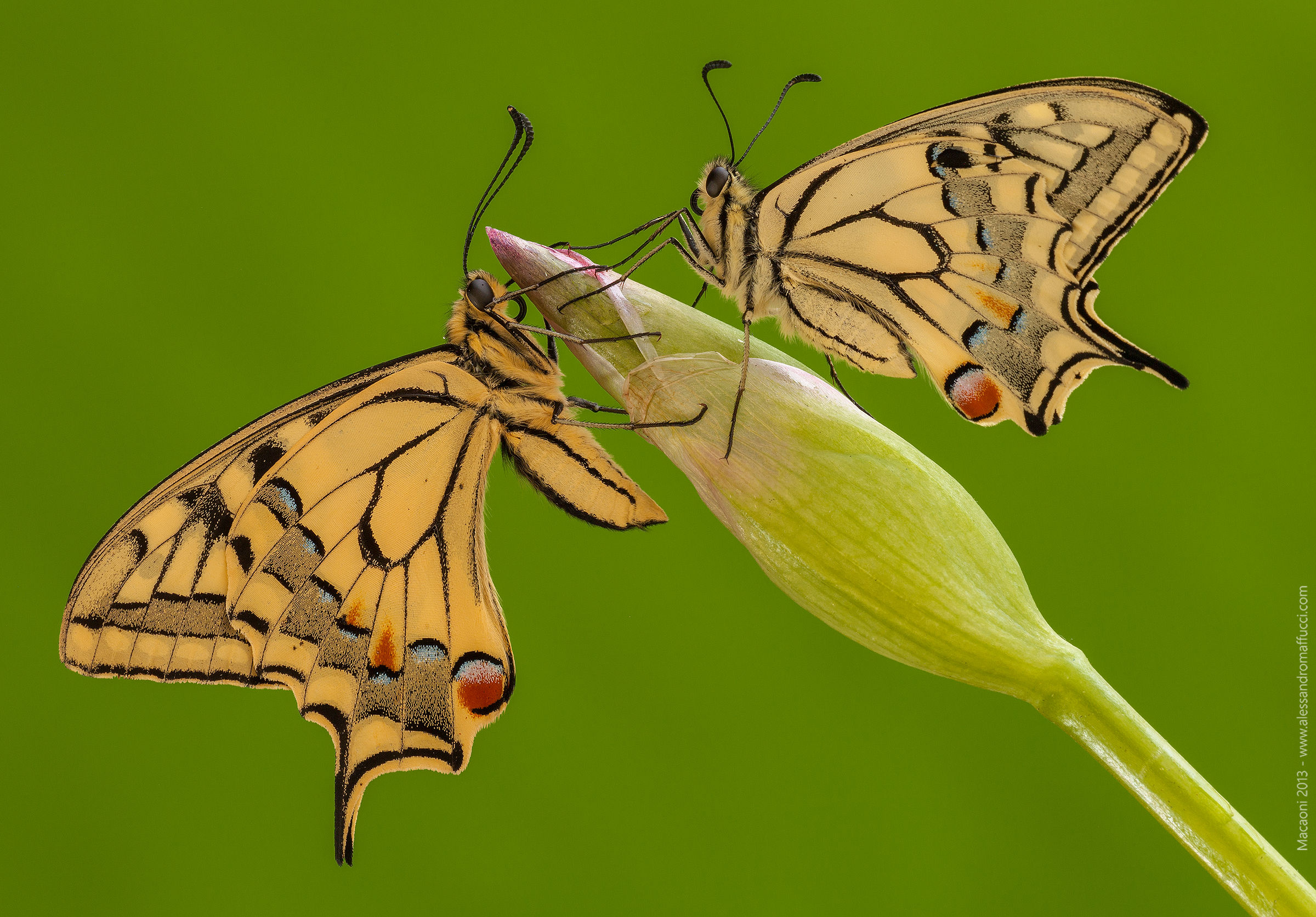 Doppietta di macaoni...