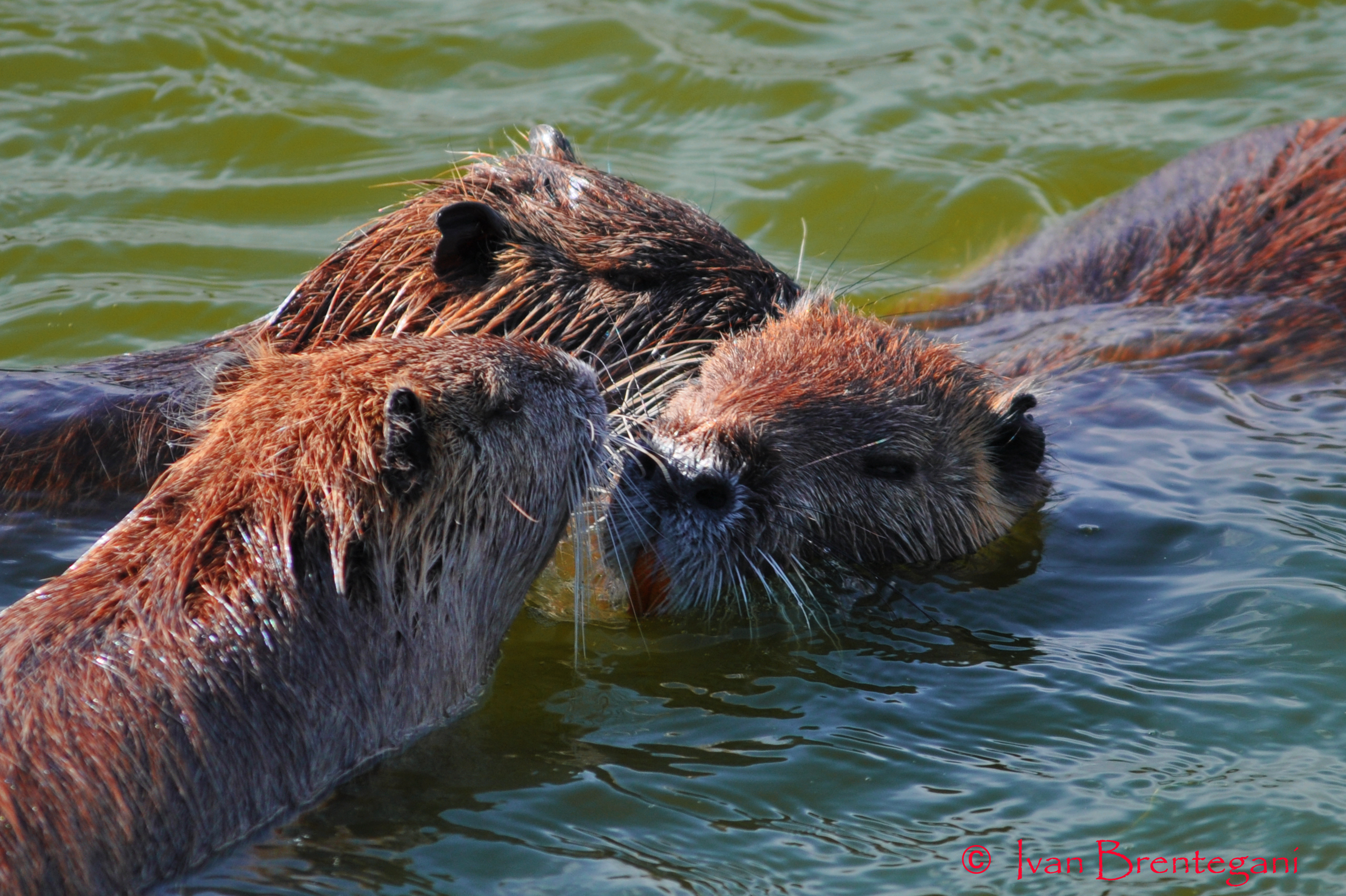 Laguna di Orbetello - mamma Nutria e piccoli