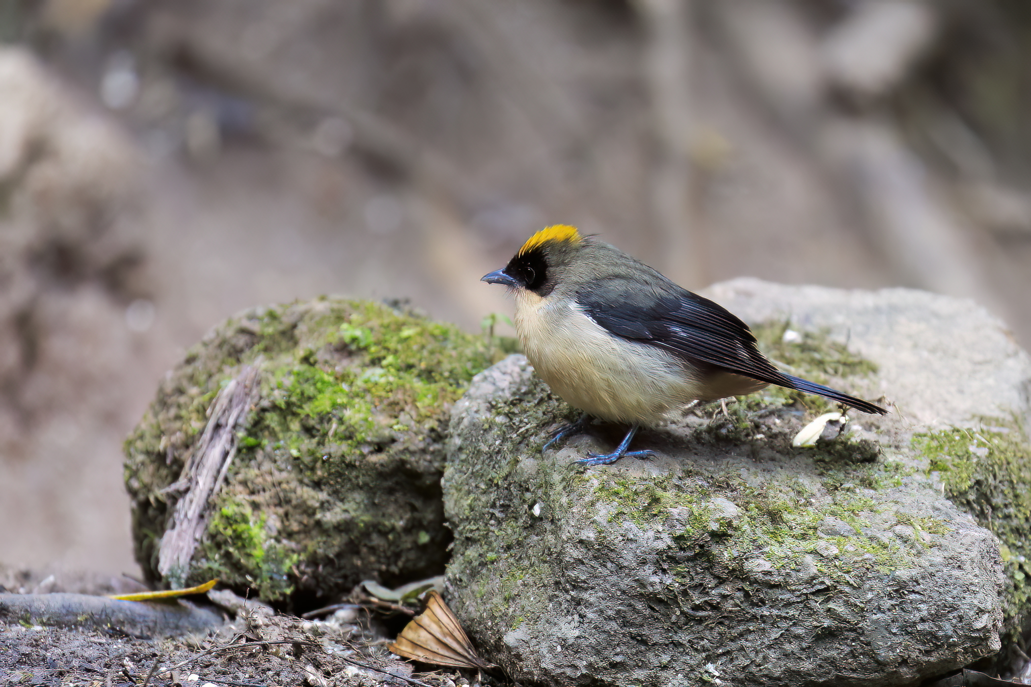 Tanager dagli occhiali neri (m.)