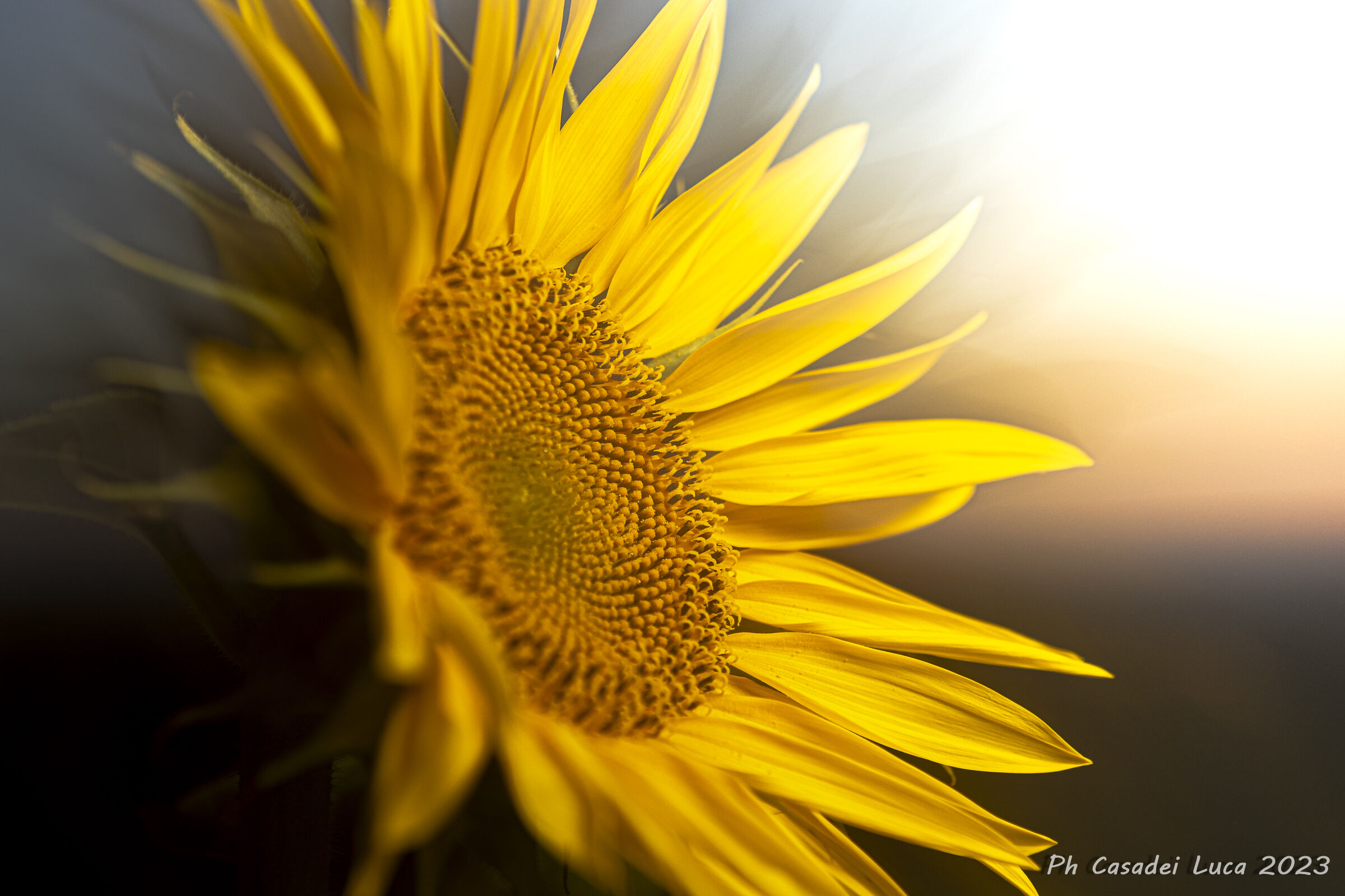 Sunflower