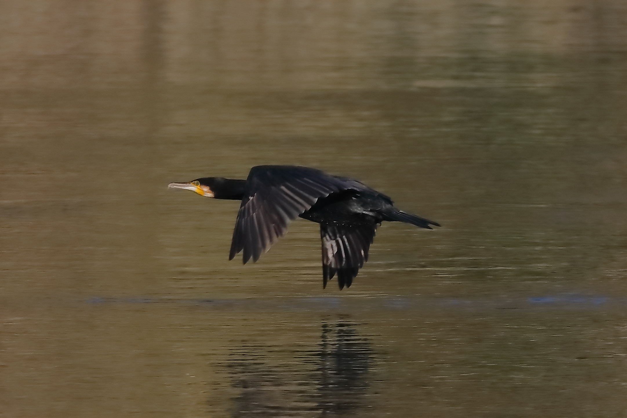 Cormorant 24-11-2023