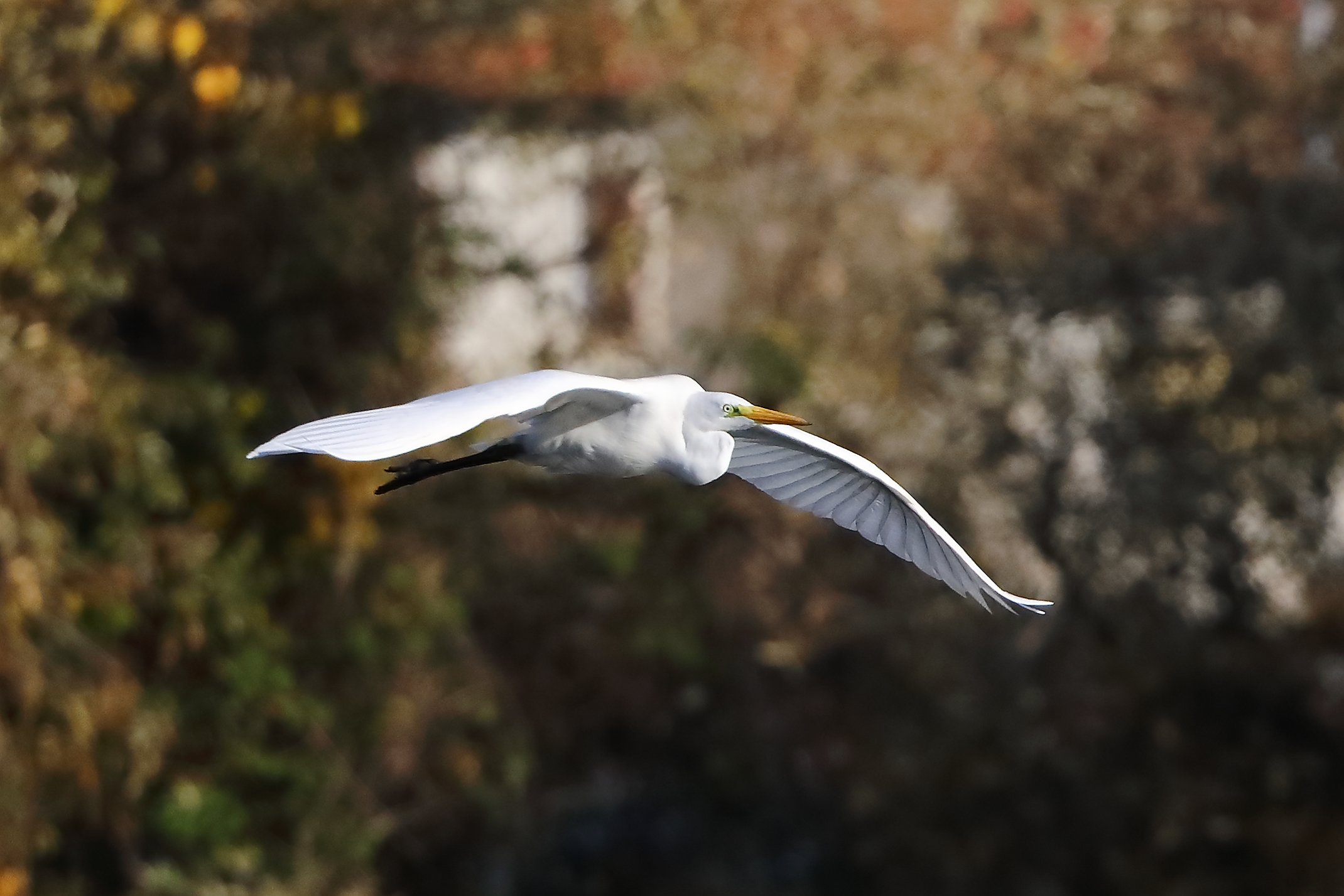 Airone BM 24-11-2023