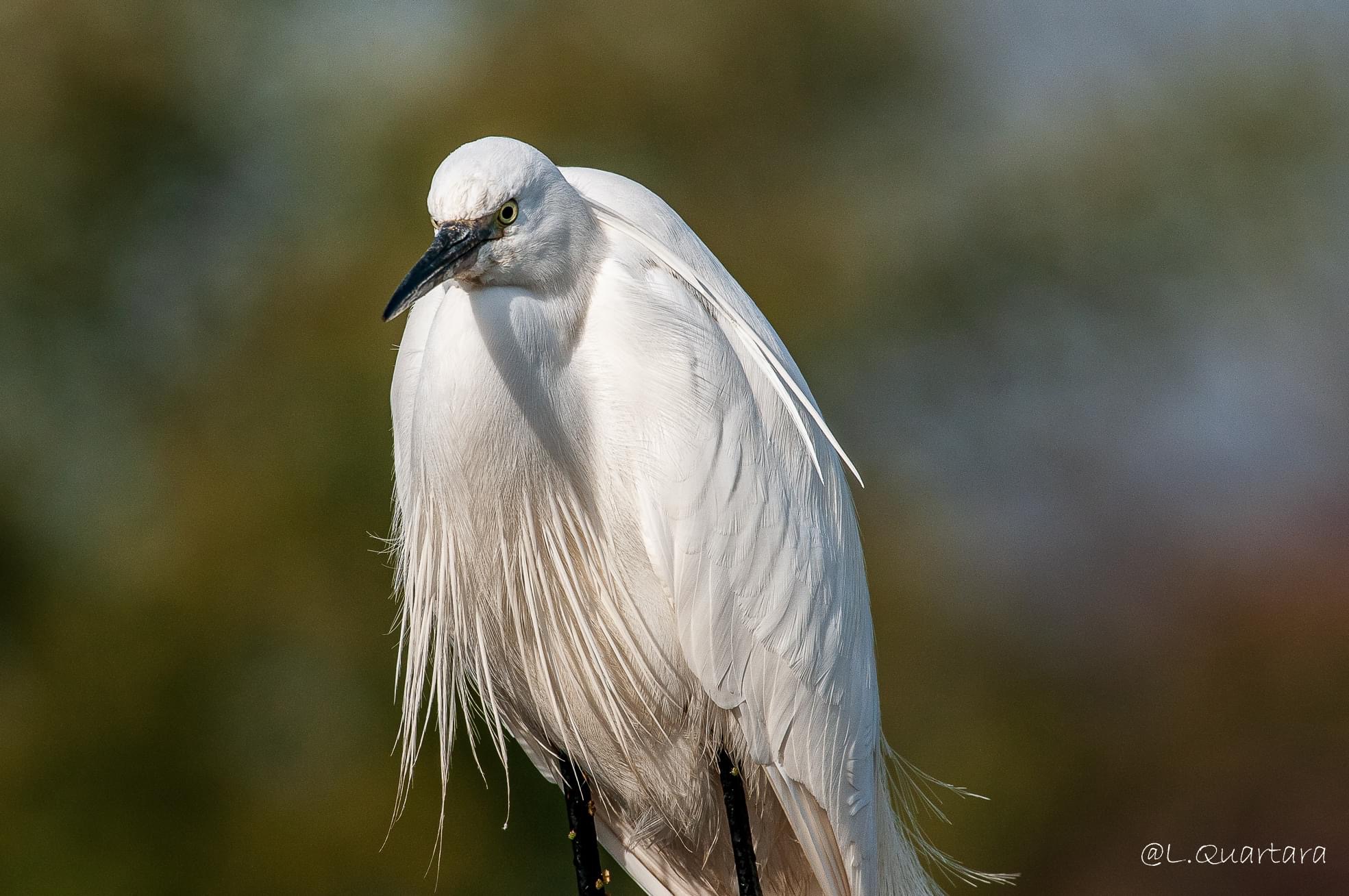 Egret