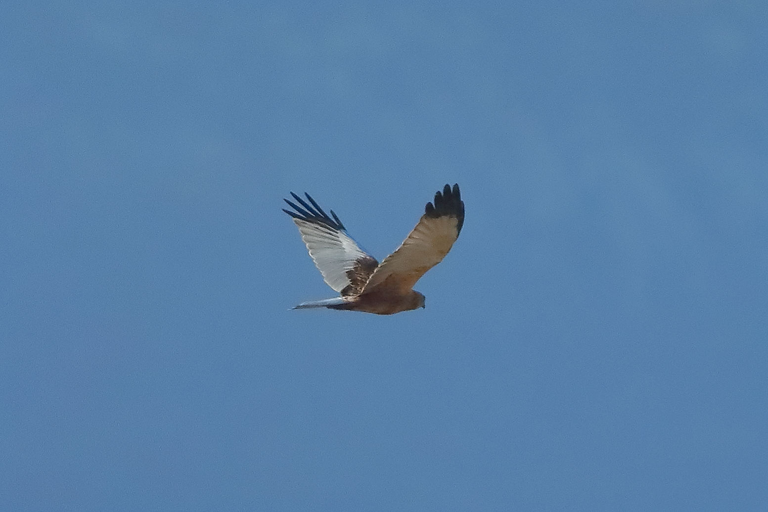 Marsh Harrier M 14-12-2023