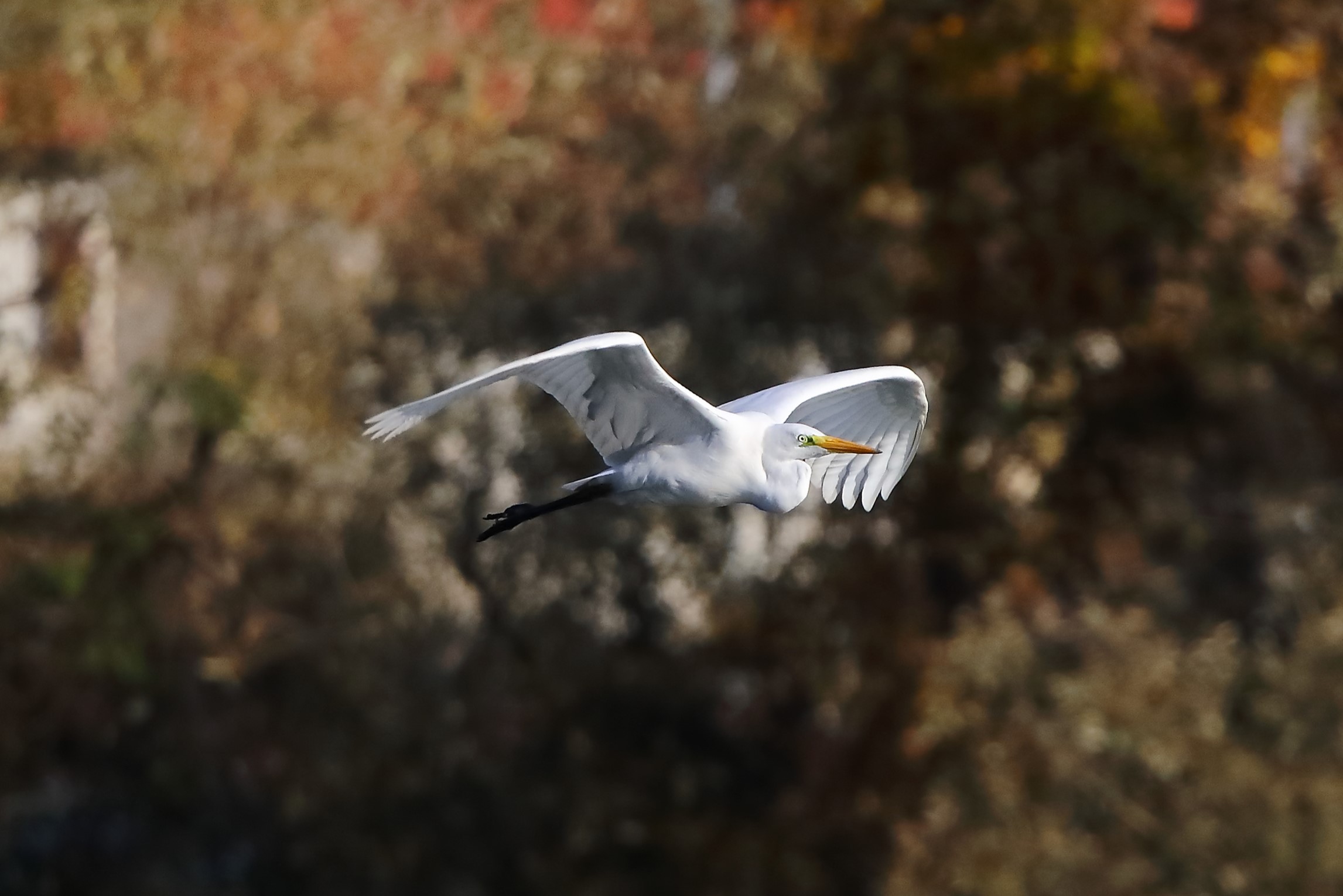 Airone BM 24-11-2023