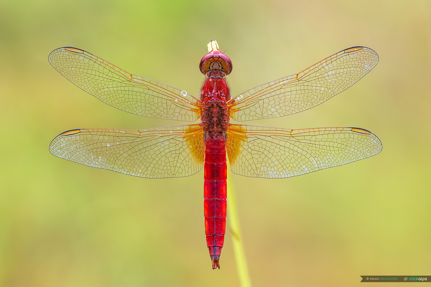Sympetrum fonscolombii