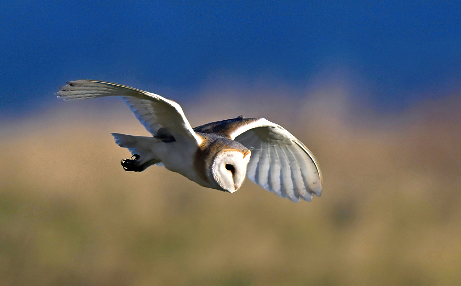 Barn Owl