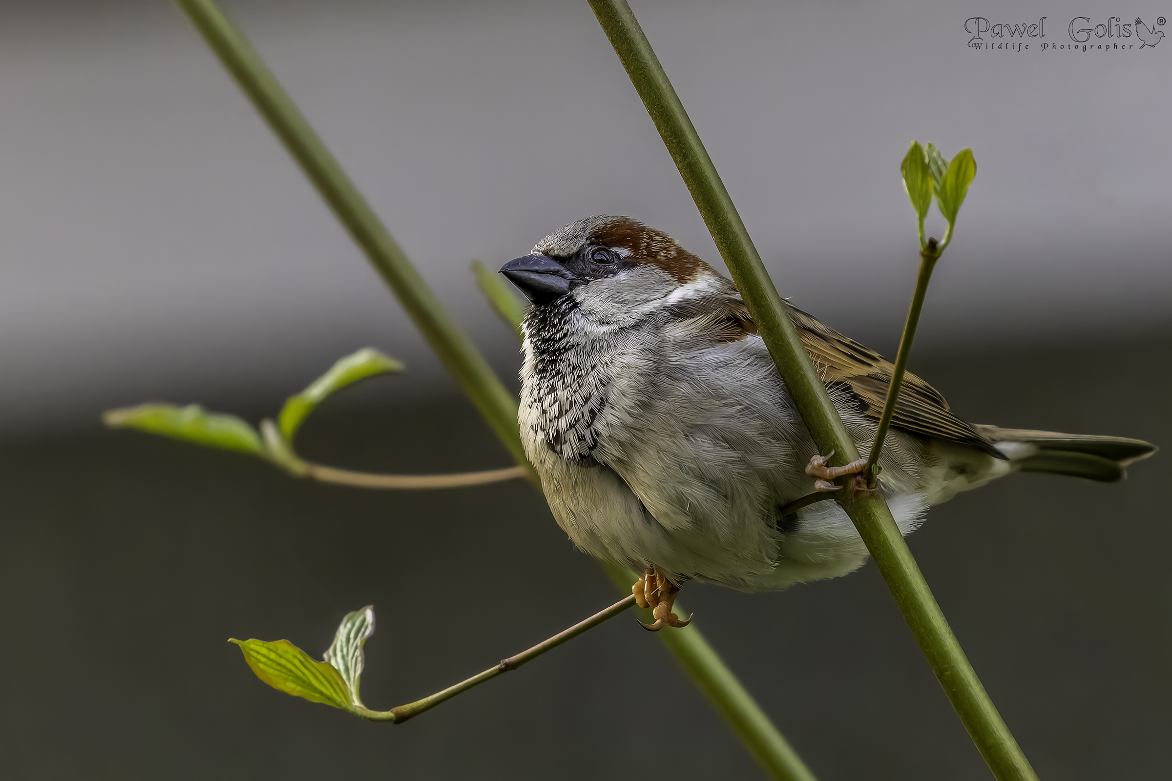Passero domestico (Passer domesticus)