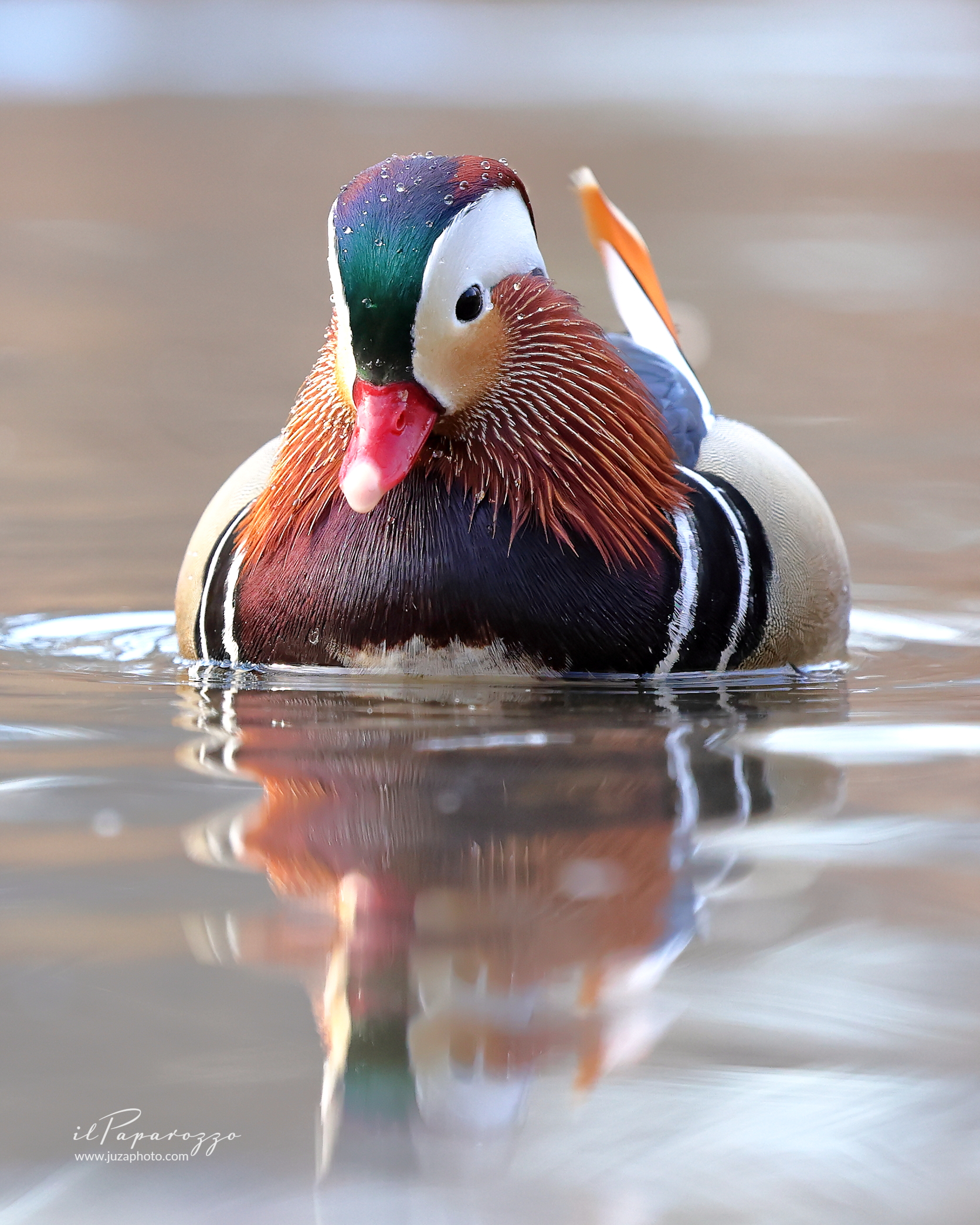 Mandarin duck
