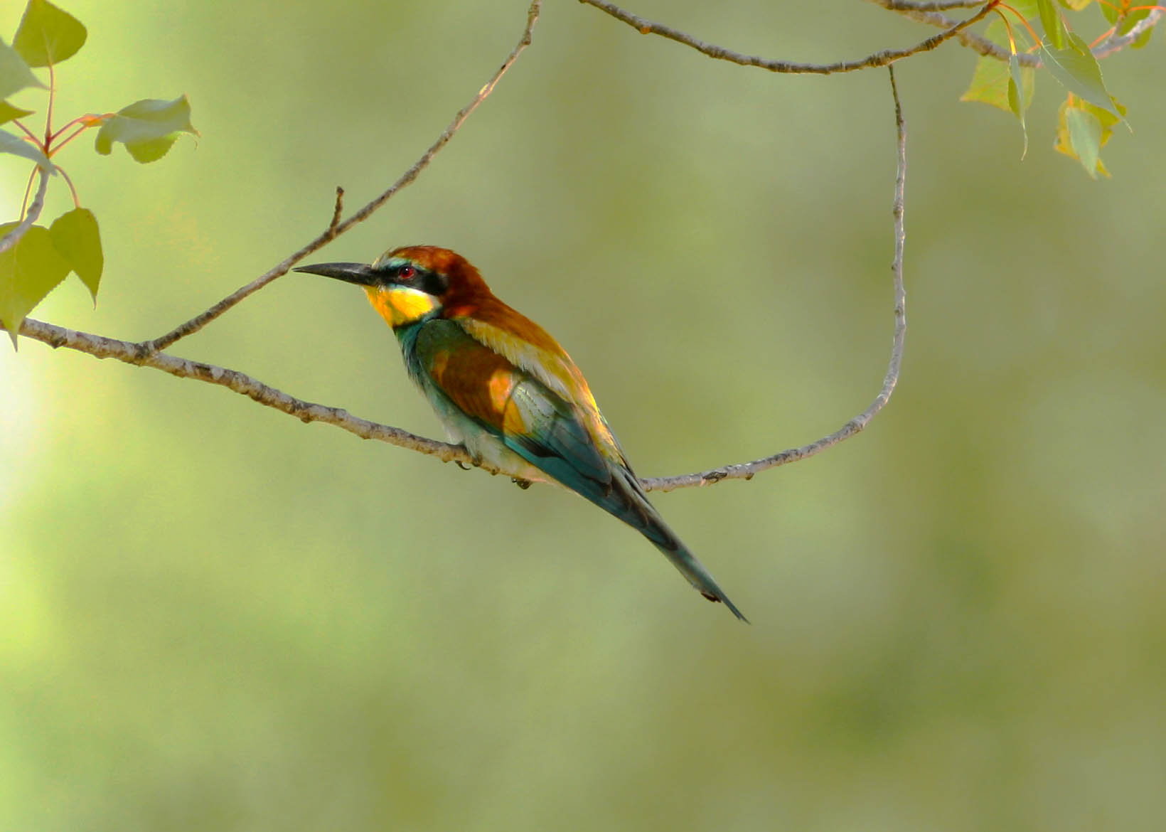Bee-eater