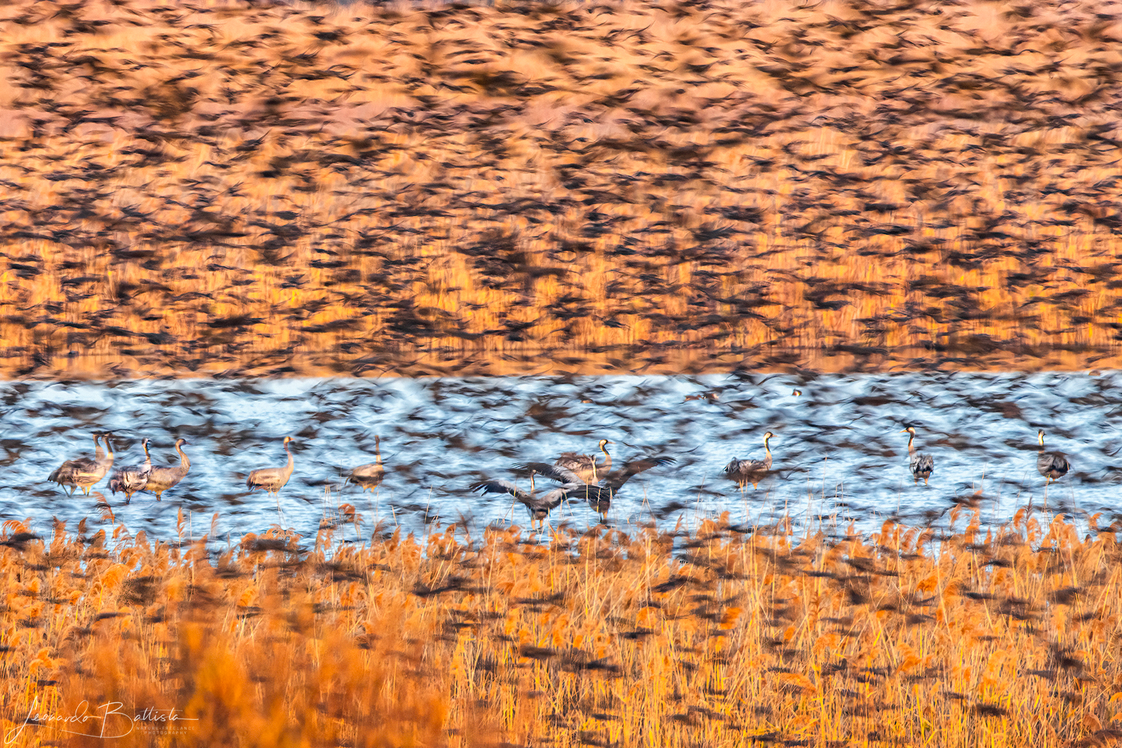 passagio di storni con le Gru