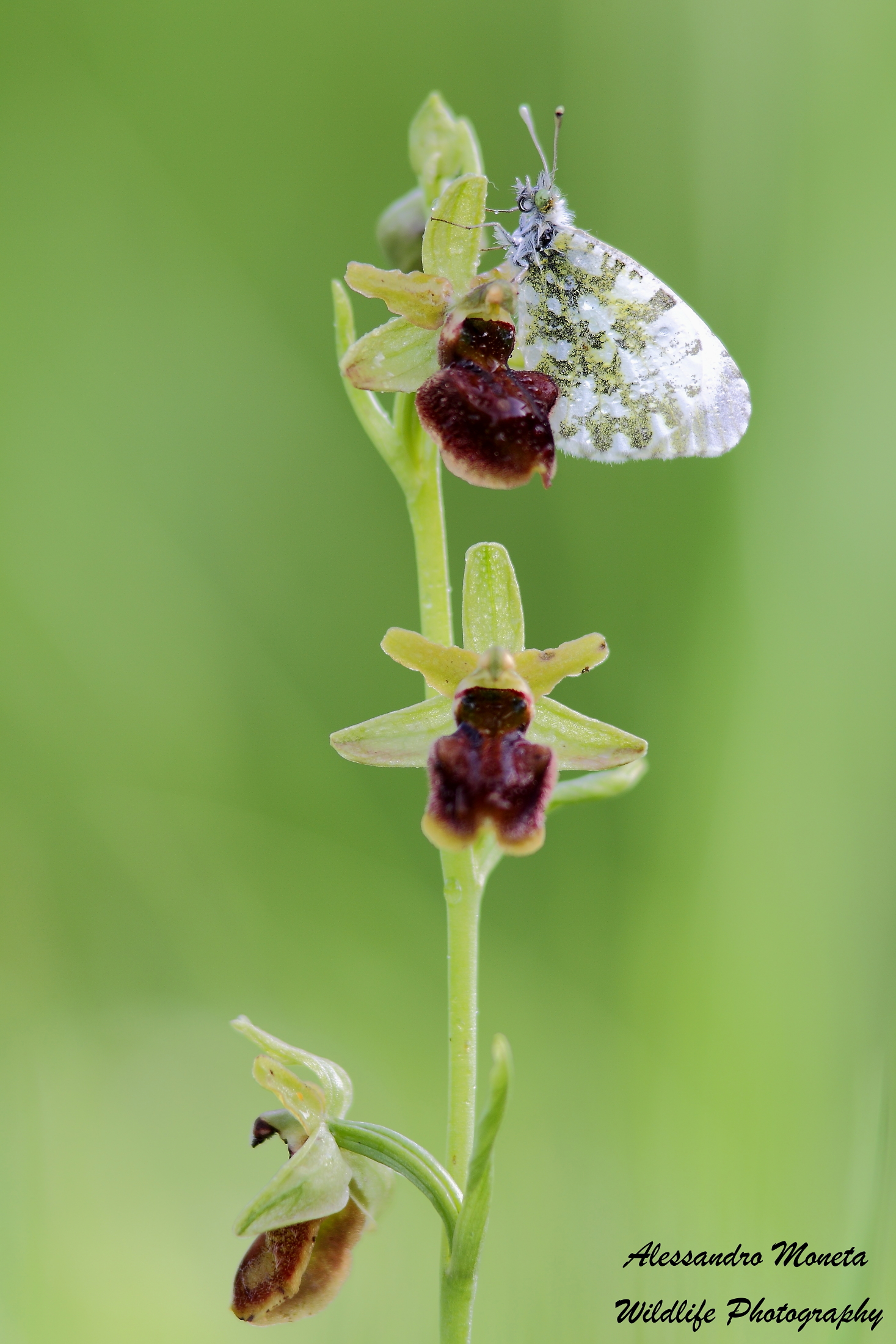 The icing on the cake