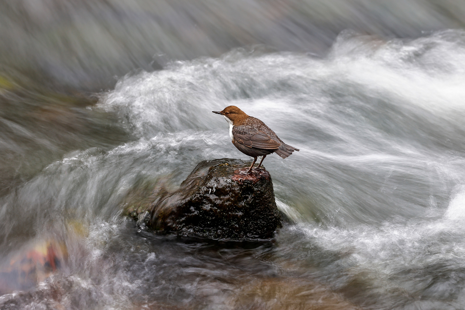 White-throated dipper
