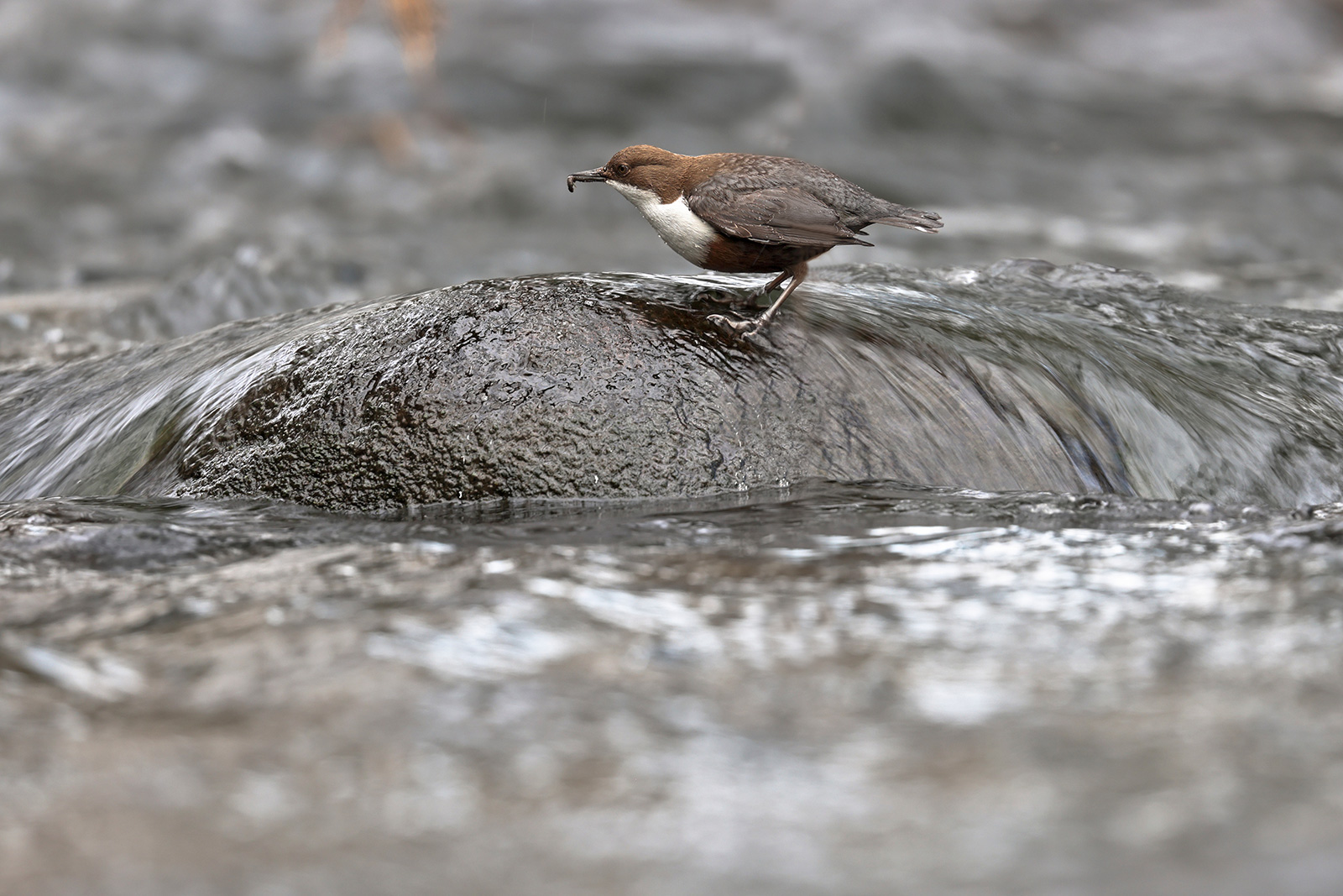 White-throated dipper
