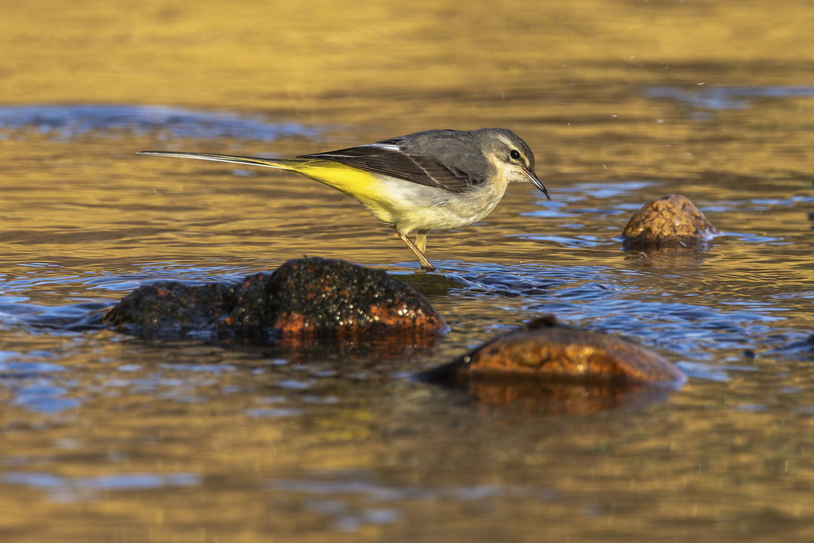 Grey wagtail