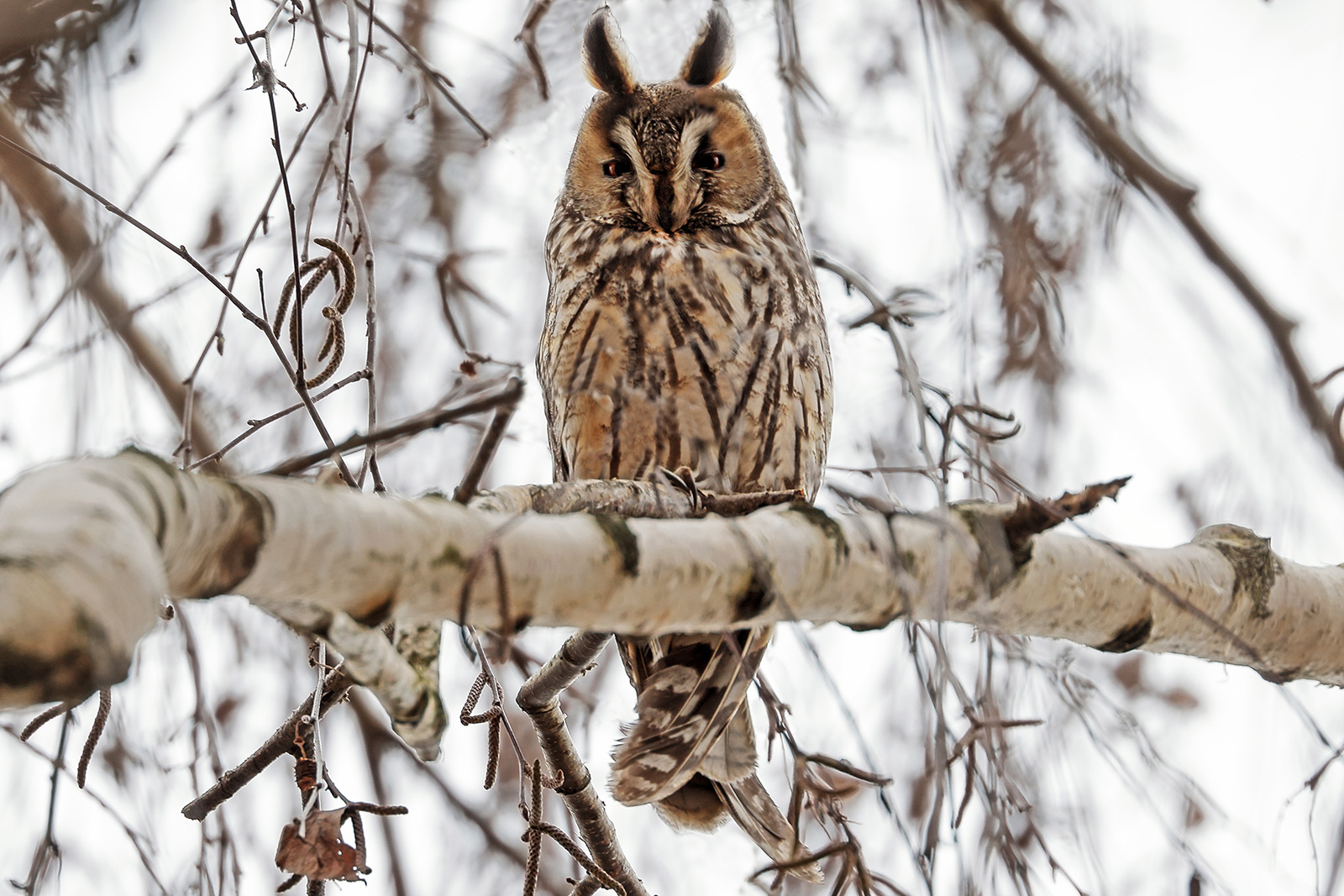 Long-eared owl