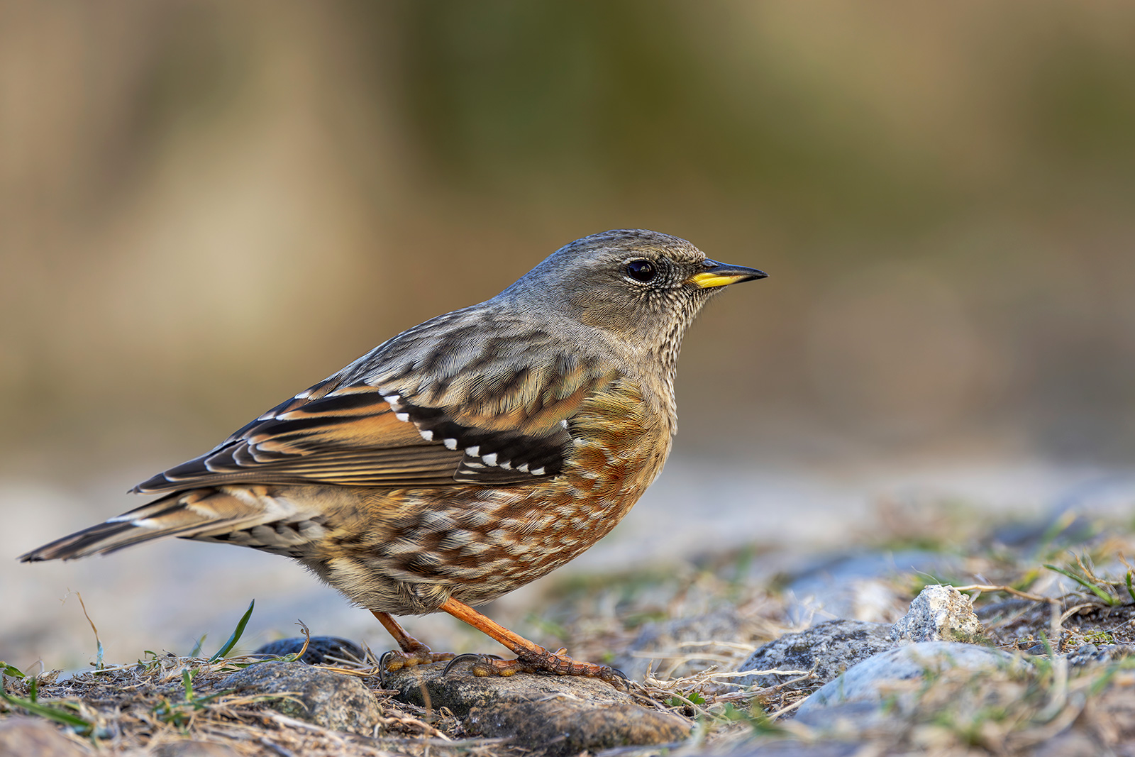 Alpine accentor