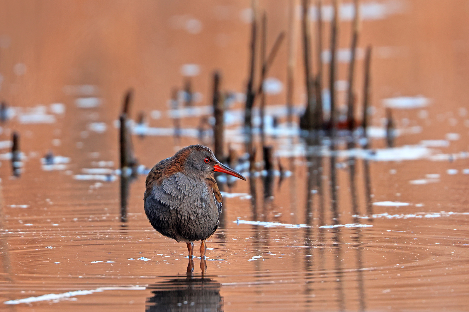 Water rail