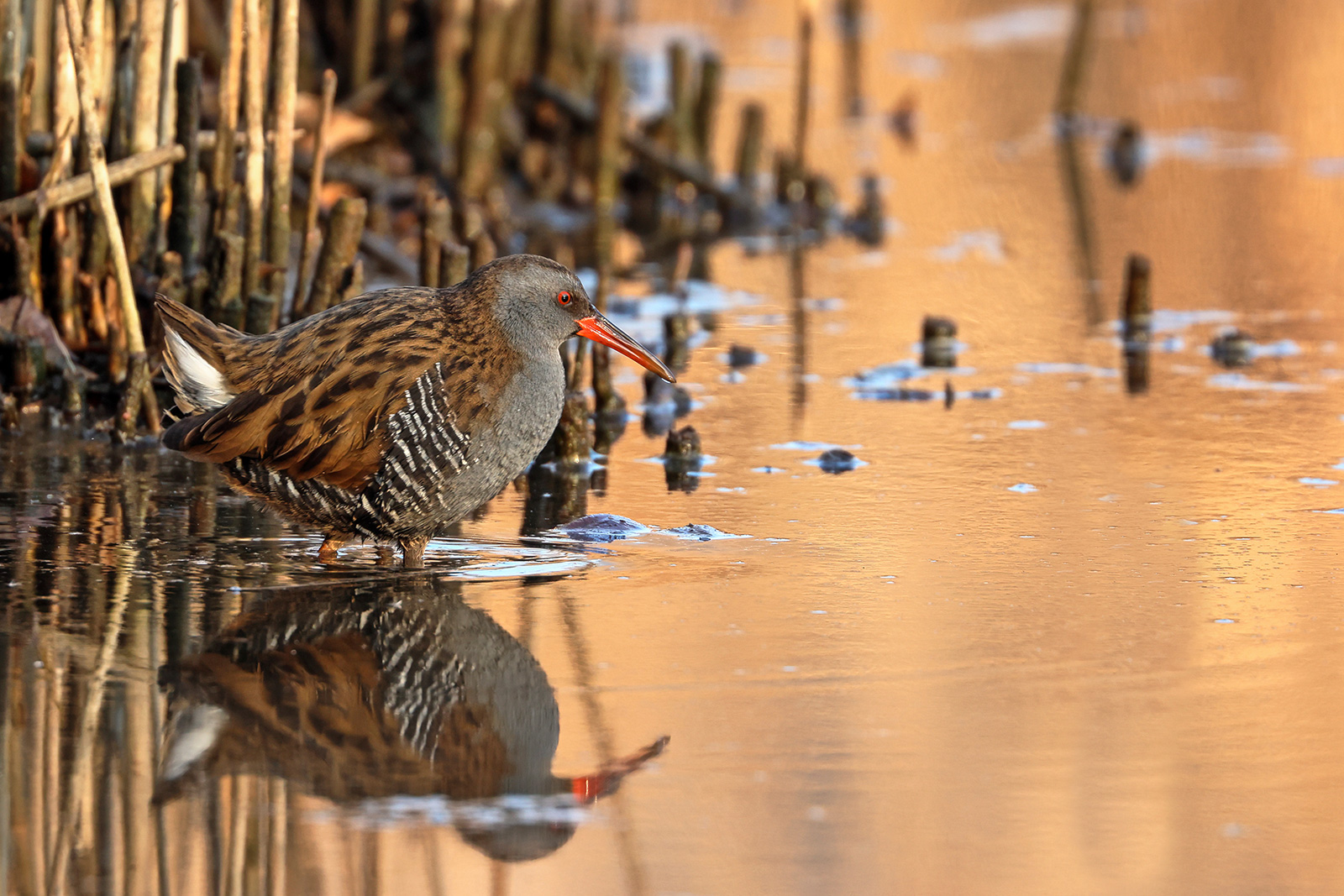 Water rail