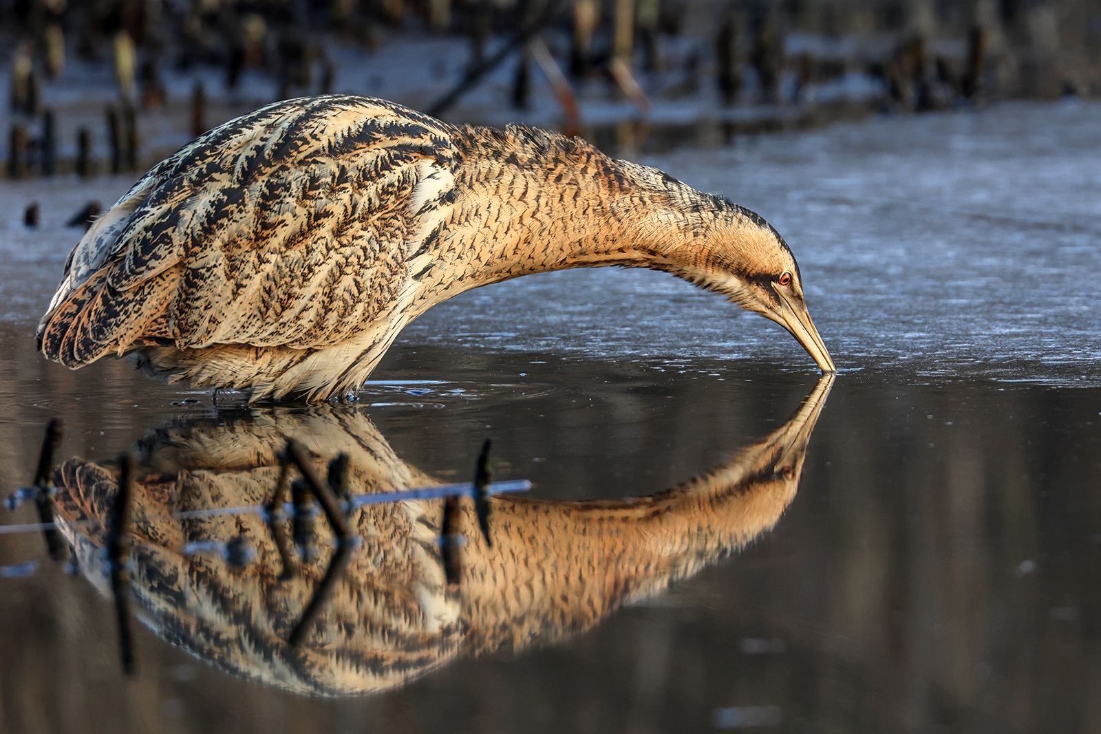 Bittern
