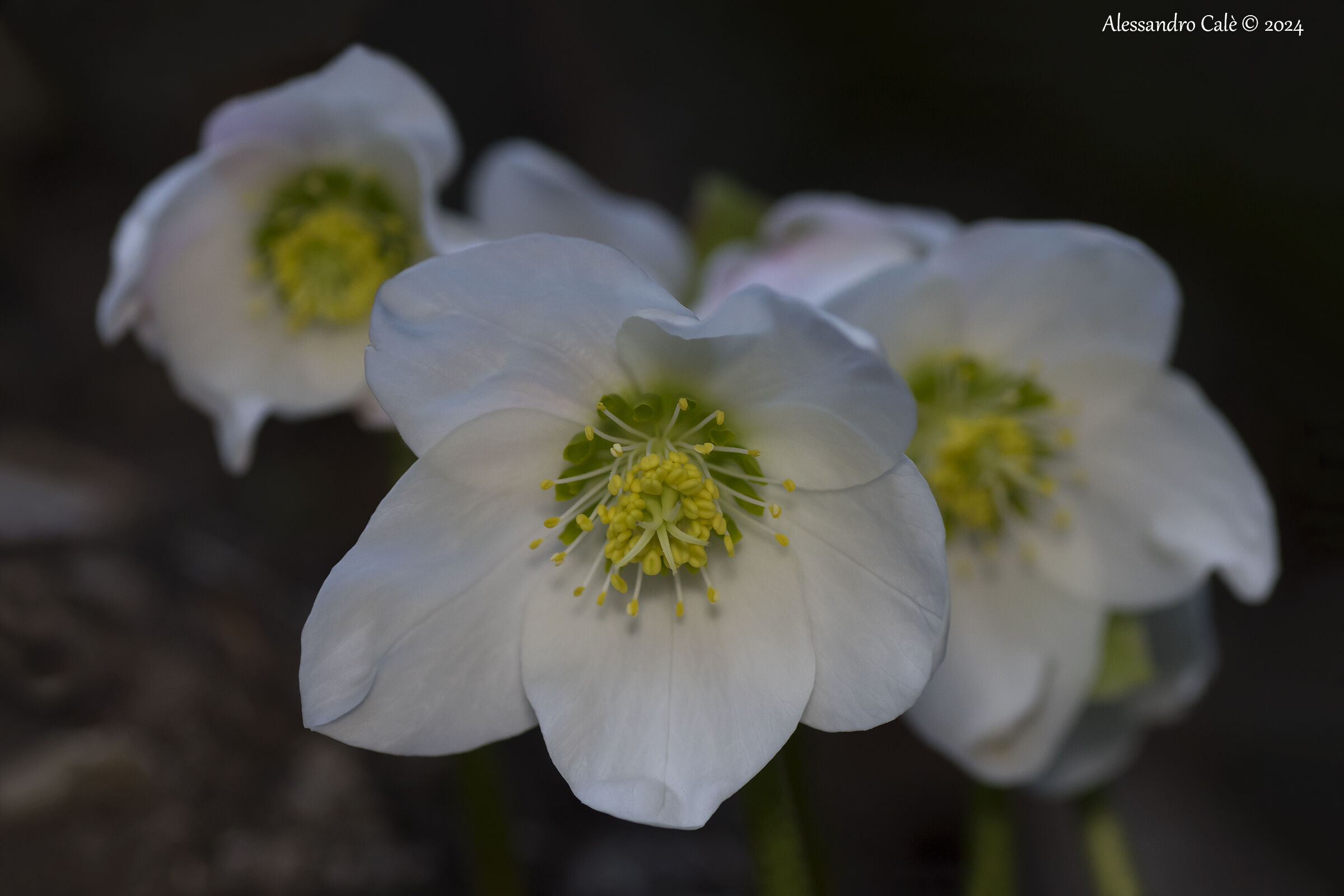 Helleborus niger (Christmas Rose) 5338