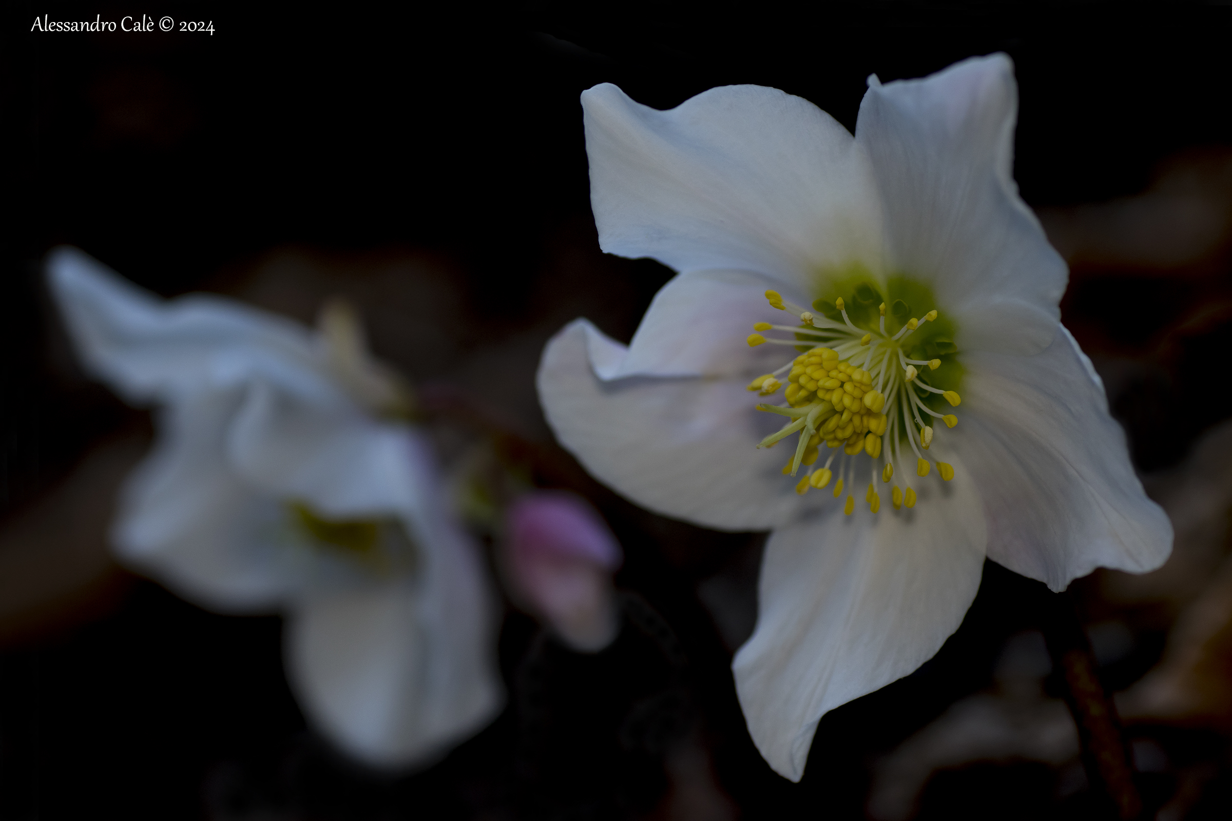 Helleborus niger (Christmas Rose) 5310